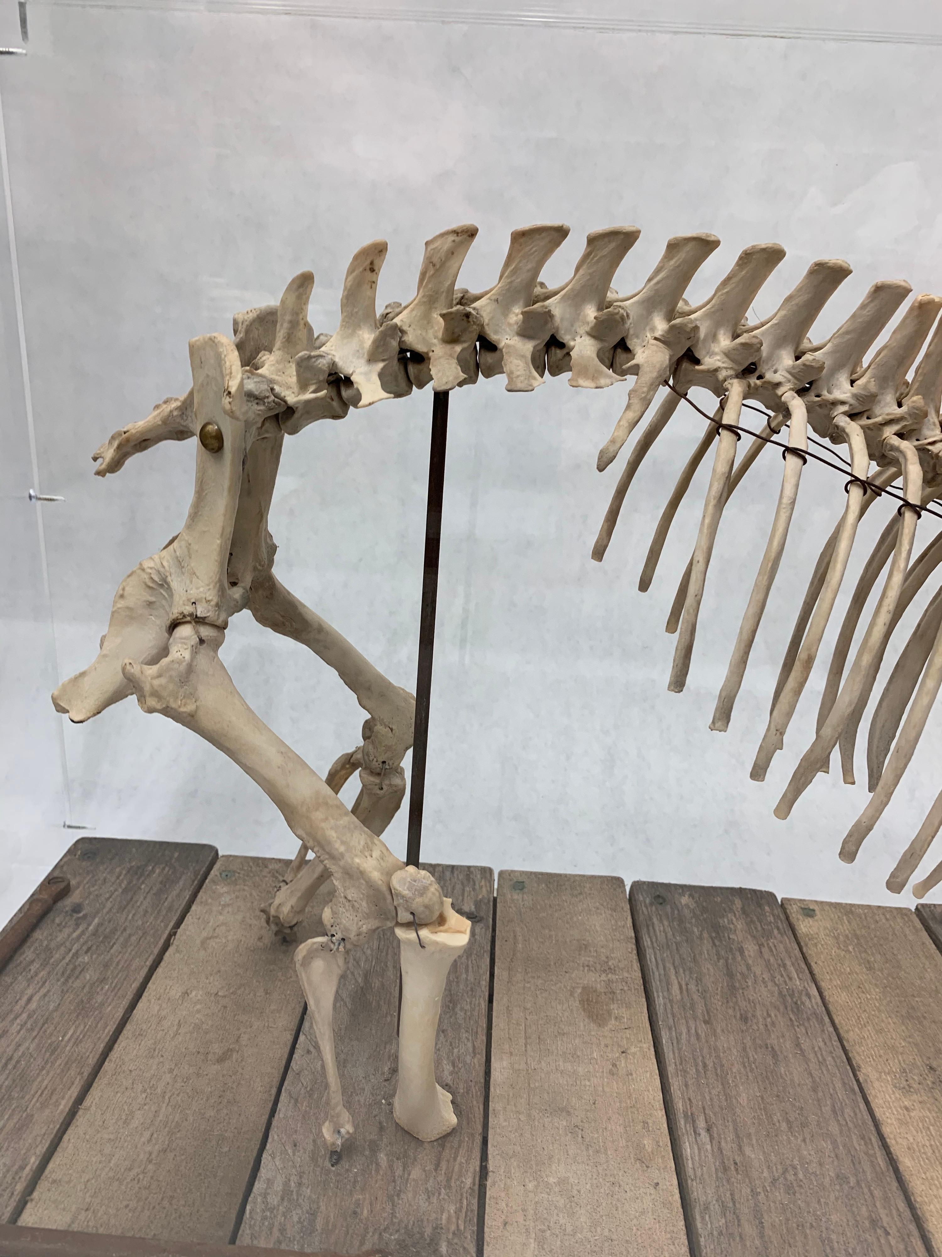 Wild Boar Mounted Skeleton Sculpture in Acrylic Display Box 1