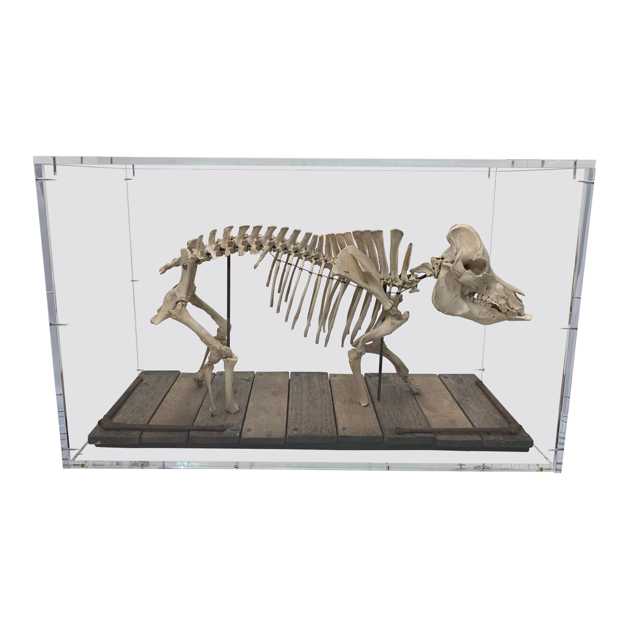 Wild Boar Mounted Skeleton Sculpture in Acrylic Display Box