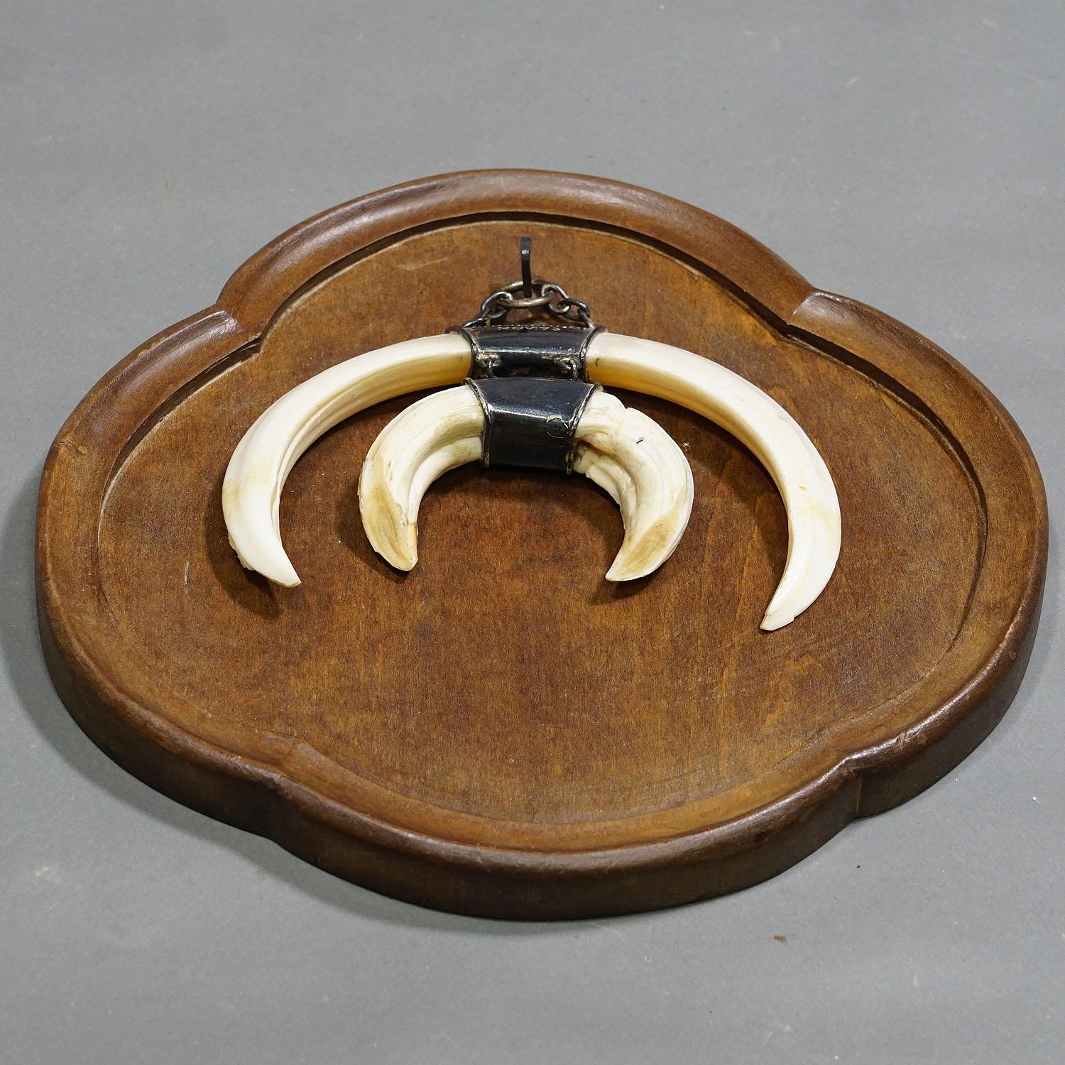 Allemand Trophée en forme de sanglier sauvage sur plaque en bois, Allemagne, vers 1970 en vente