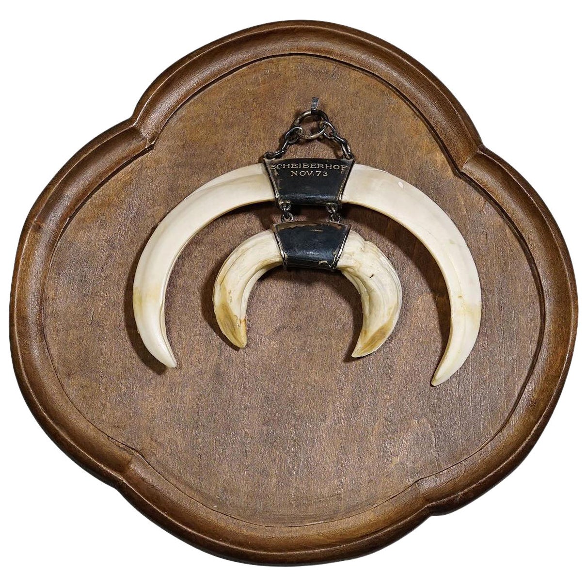 Trofeo di cinghiale su placca di legno, Germania, anni '70 circa in vendita