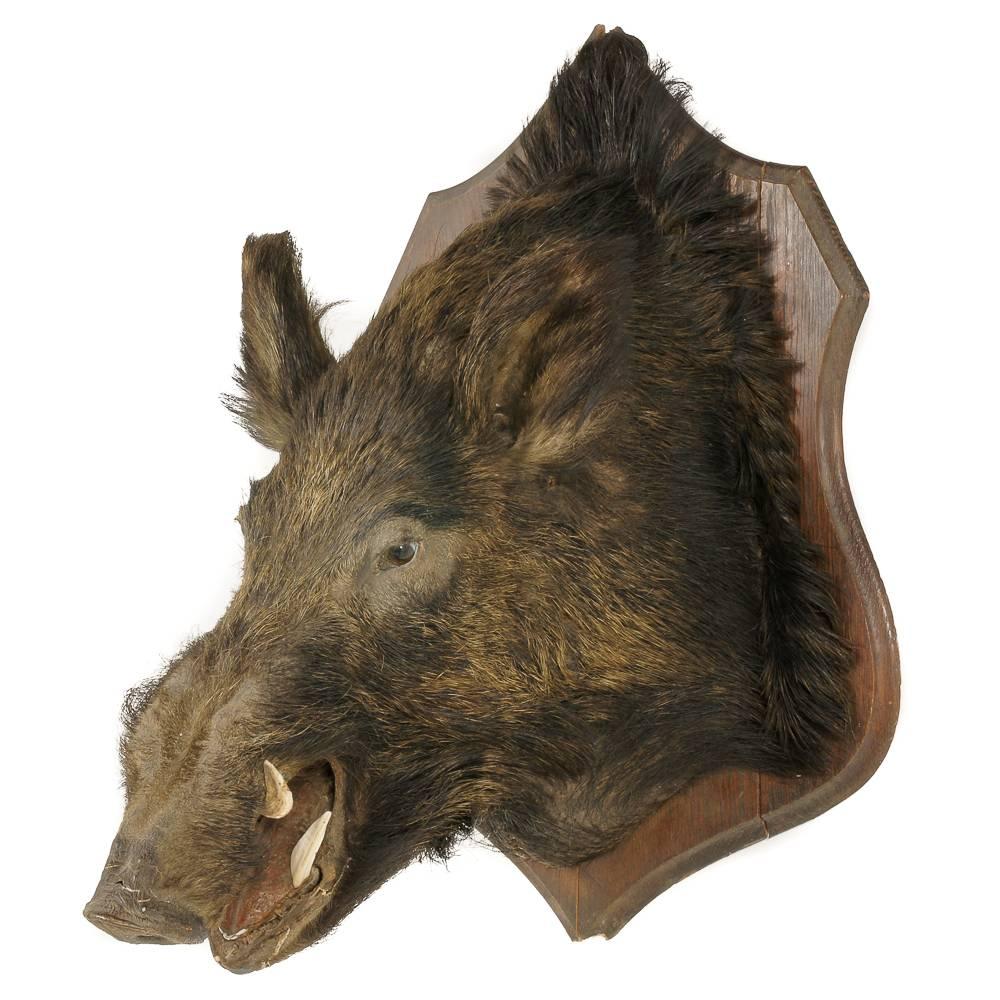 A French taxidermy wild boar’s head, mounted on a solid oak shield-shaped board.



 