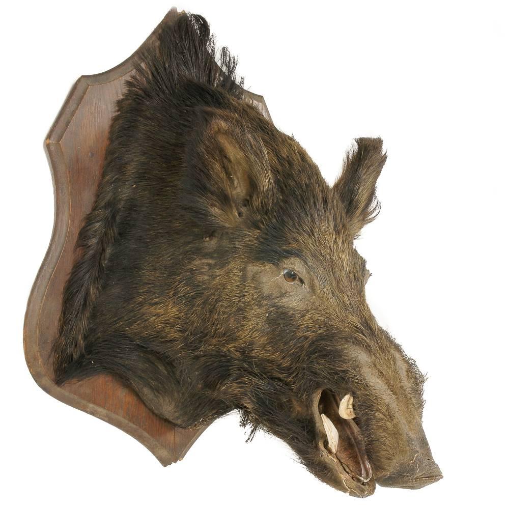 wild boar head mounts for sale