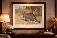 Wild Cat, Antique Zoological Print, Victorian Mammal Illustration, 1894