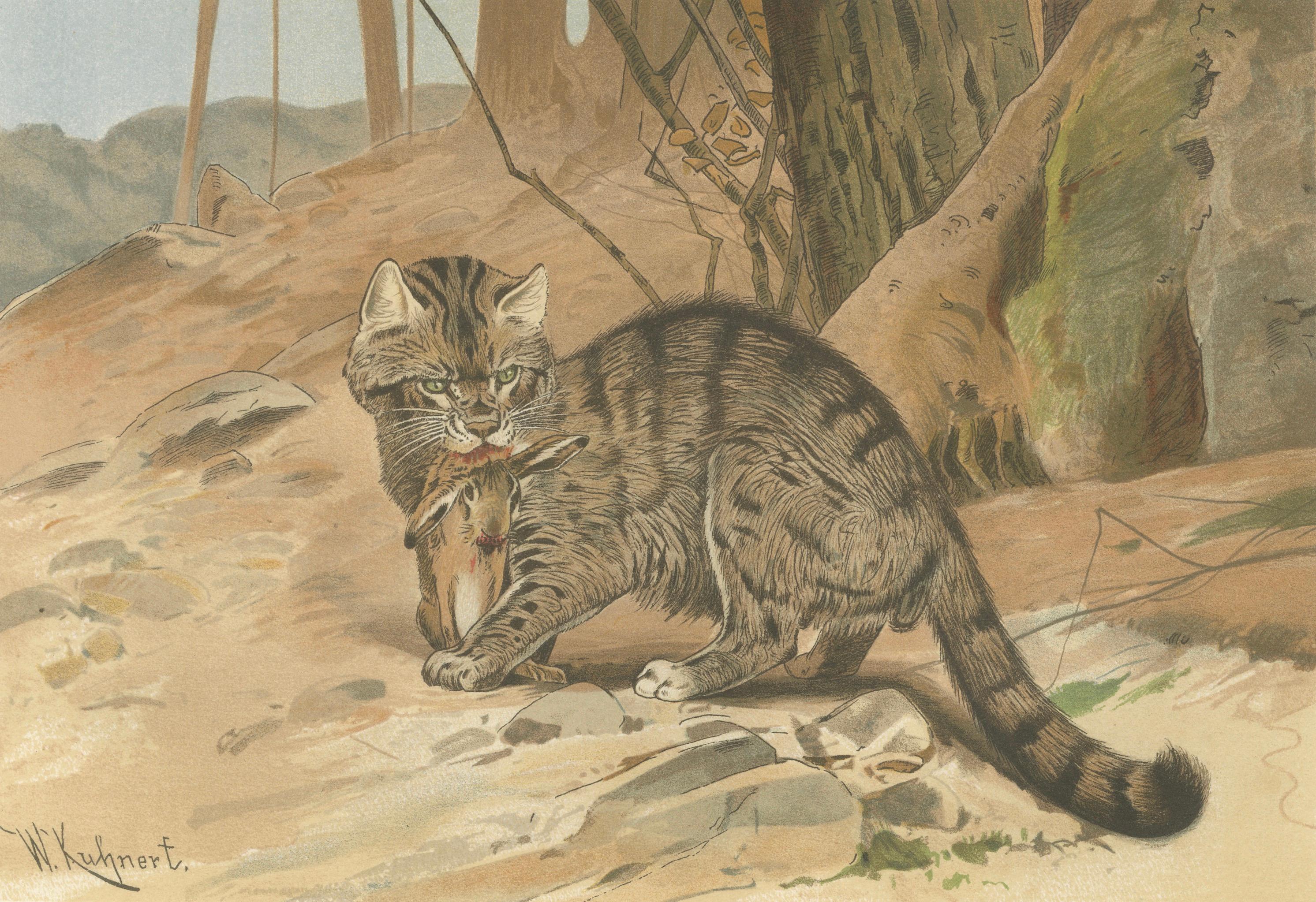 Wild Cat, Antique Zoological Print, Victorian Mammal Illustration, 1894