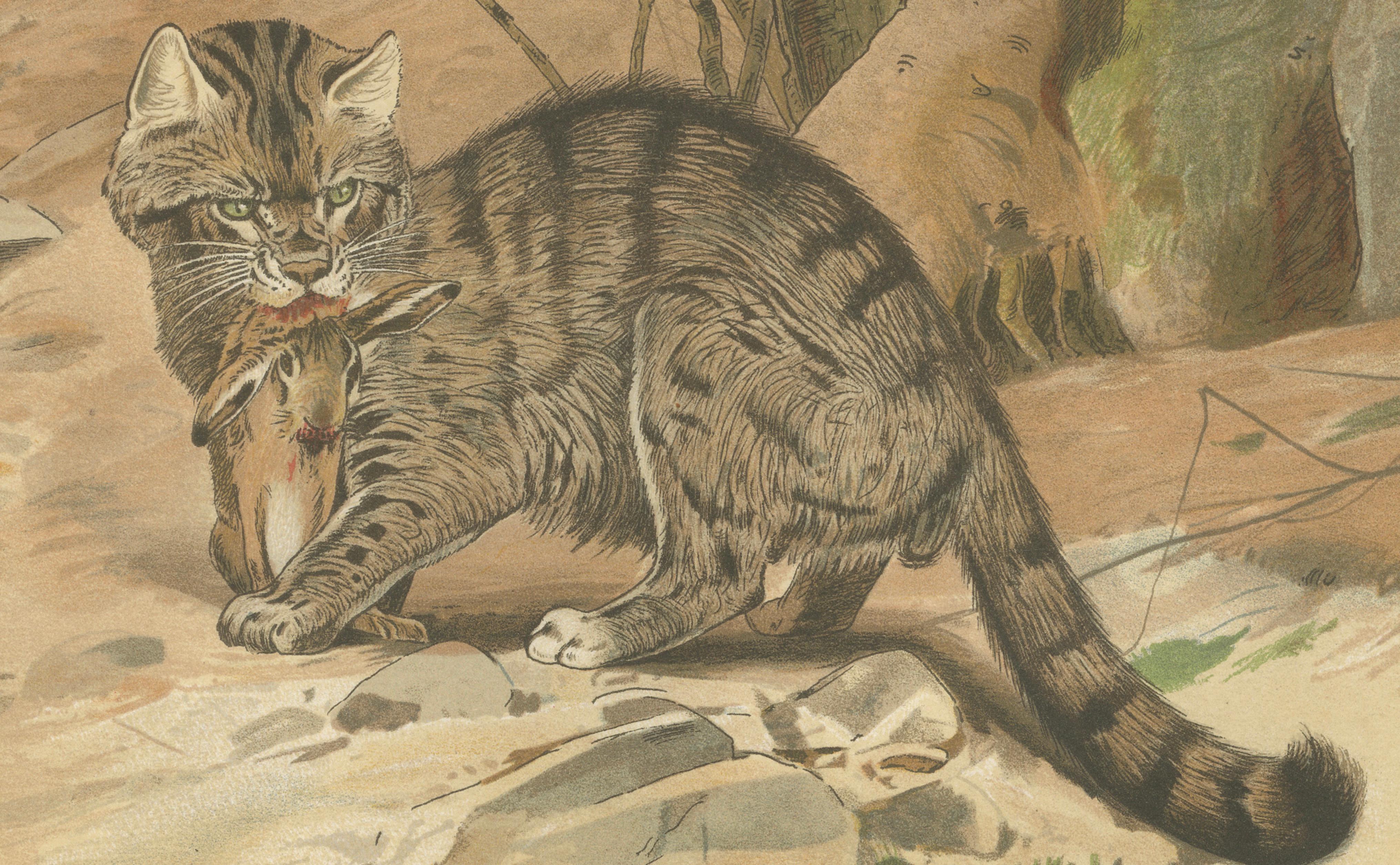 Wild Cat, Antique Zoological Print, Victorian Mammal Illustration, 1894