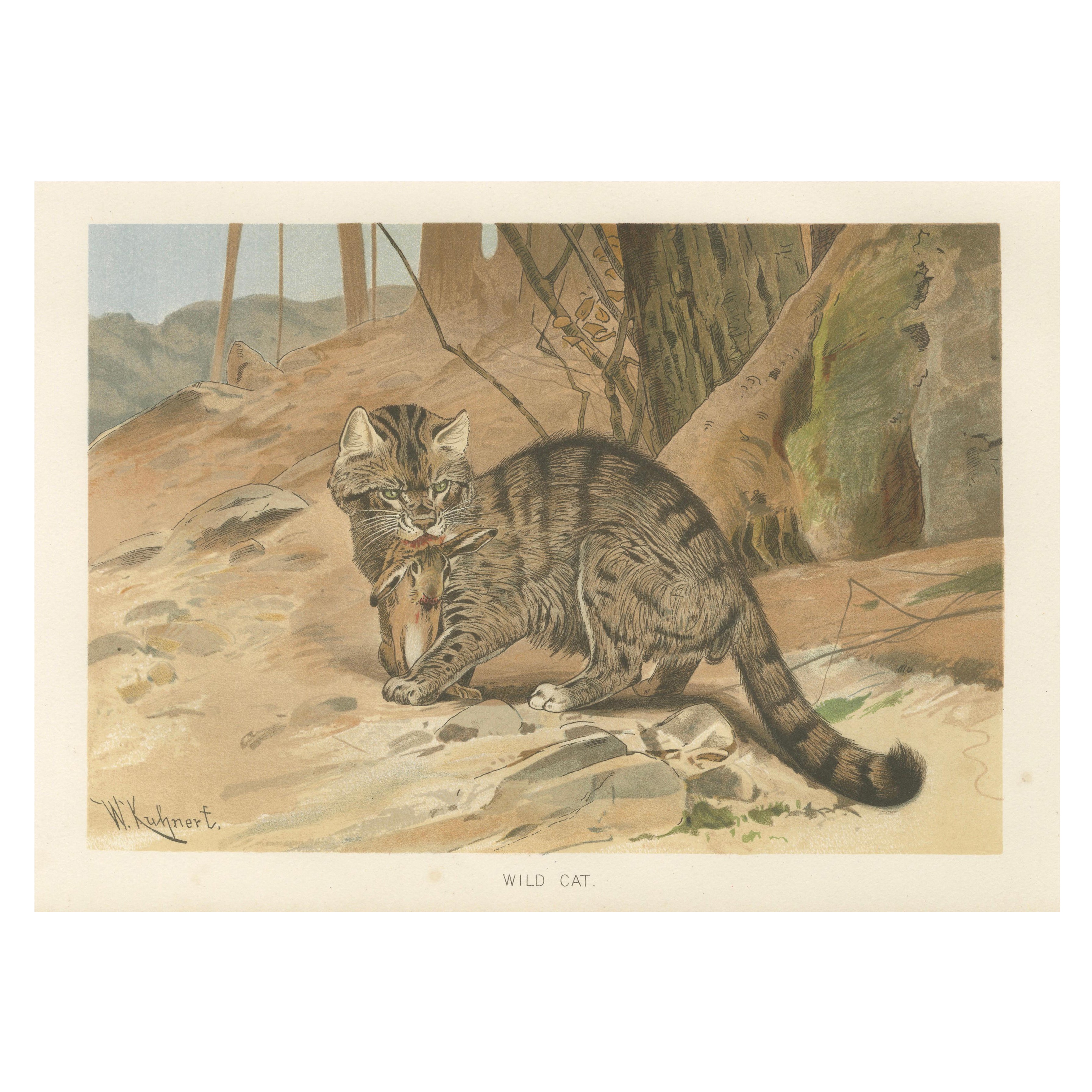 Wild Cat, Antique Zoological Print, Victorian Mammal Illustration, 1894 For Sale