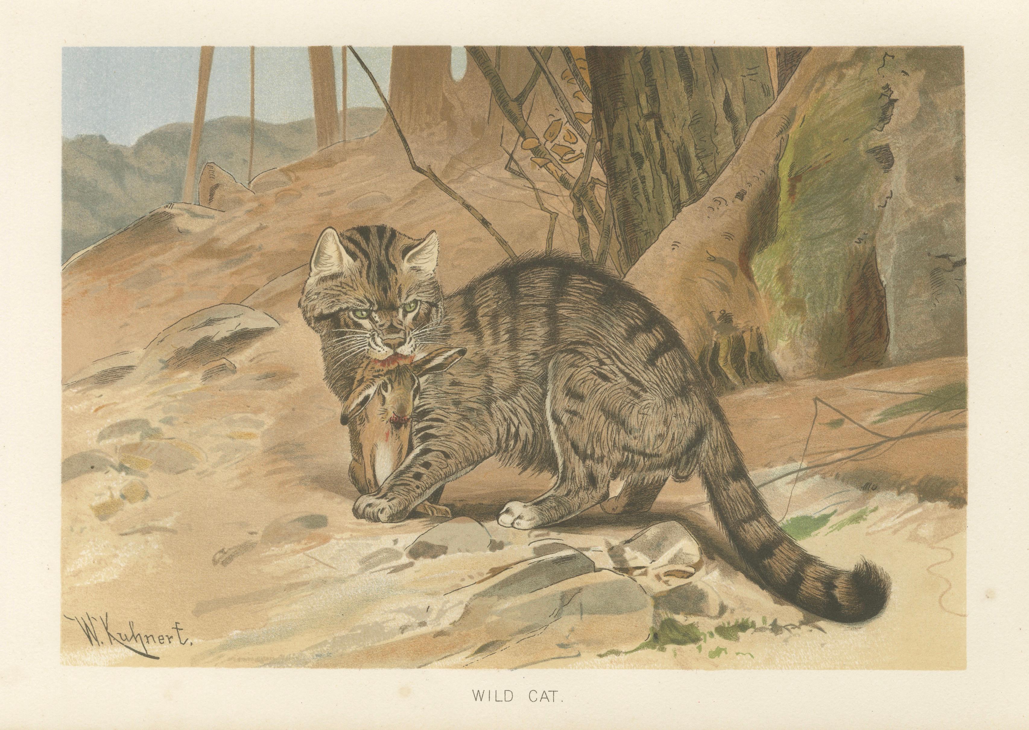 Wild Cat, Antique Zoological Print, Victorian Mammal Illustration, 1894