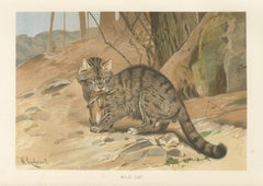 Wild Cat, Antique Zoological Print, Victorian Mammal Illustration, 1894