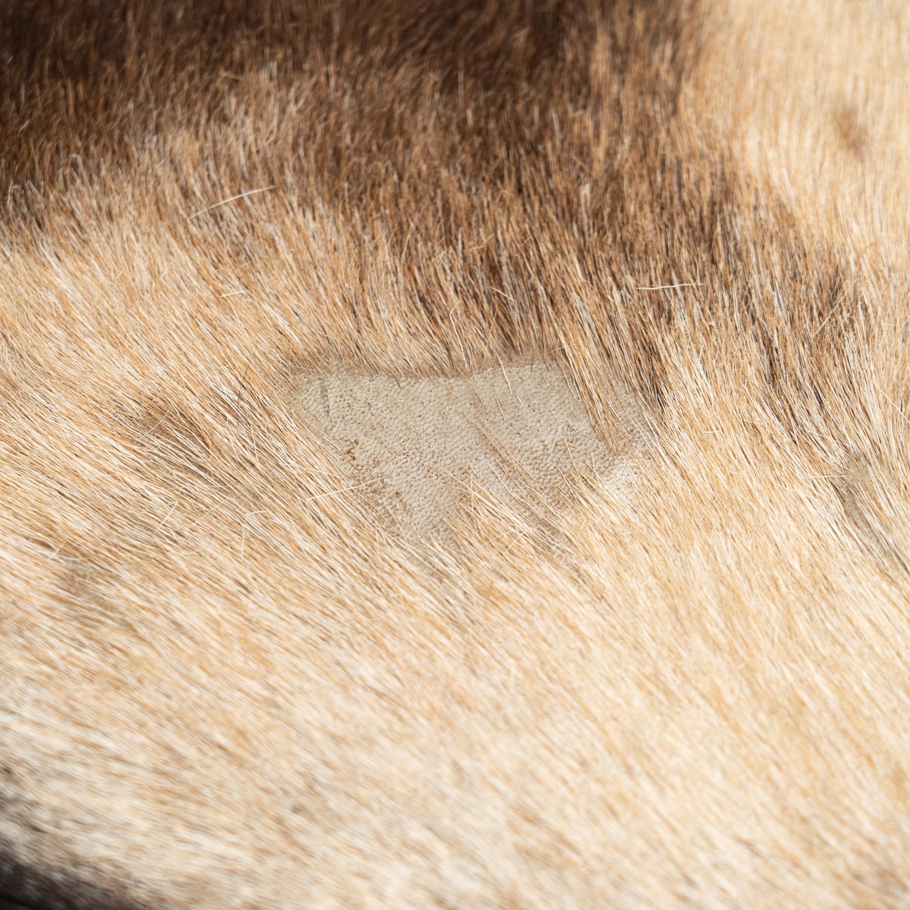 Wild Elegance: Boar Leather Rug, a Unique Statement Piece For Sale 2