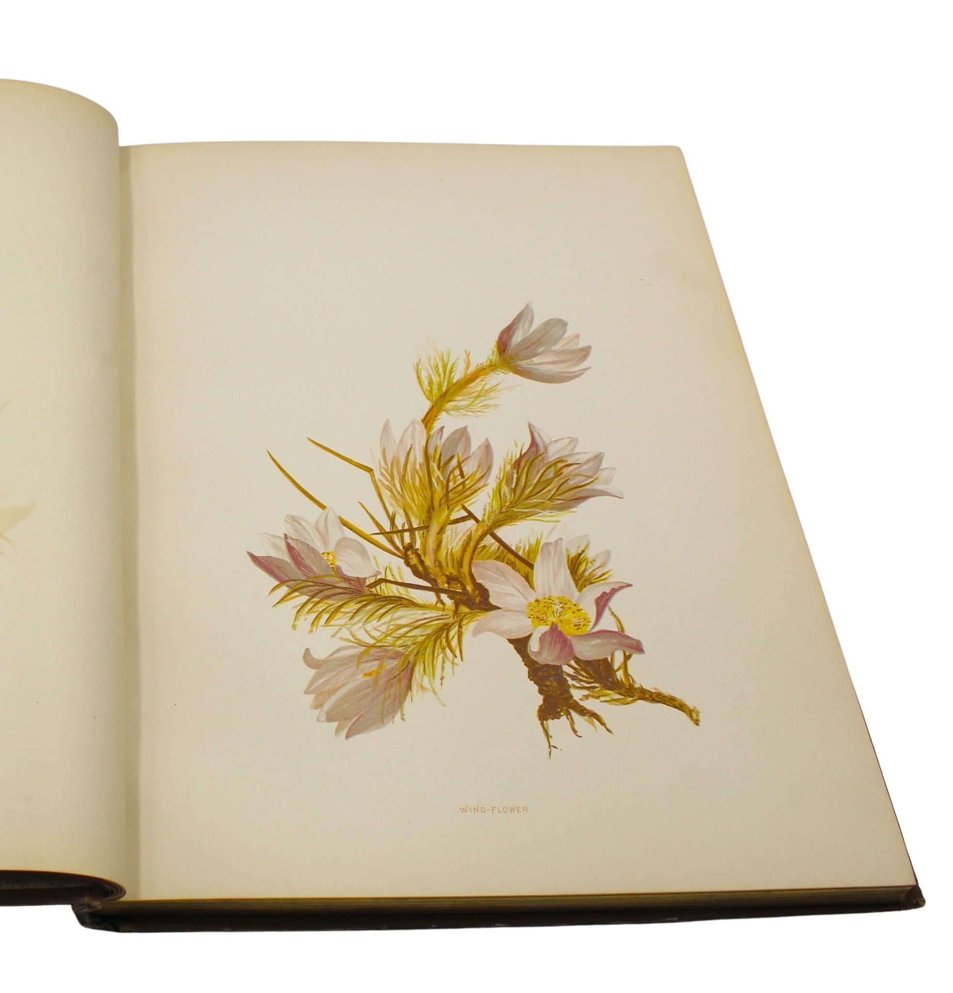 Late 19th Century Wild Flowers of Colorado by Emma Homan Thayer, First Edition, 1885 For Sale