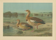 Wild Geese on a Rocky Shore – Elegant Antique Bird Chromolithograph c.1880