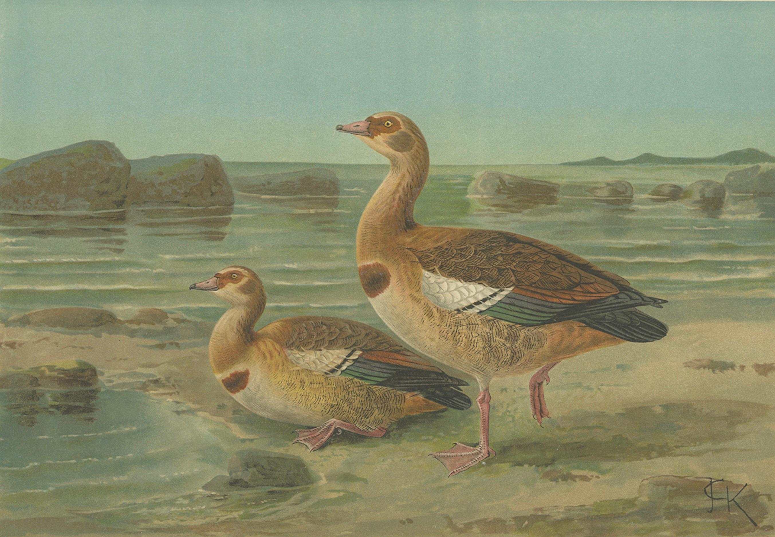 Wild Geese on a Rocky Shore – Elegant Antique Bird Chromolithograph c.1880