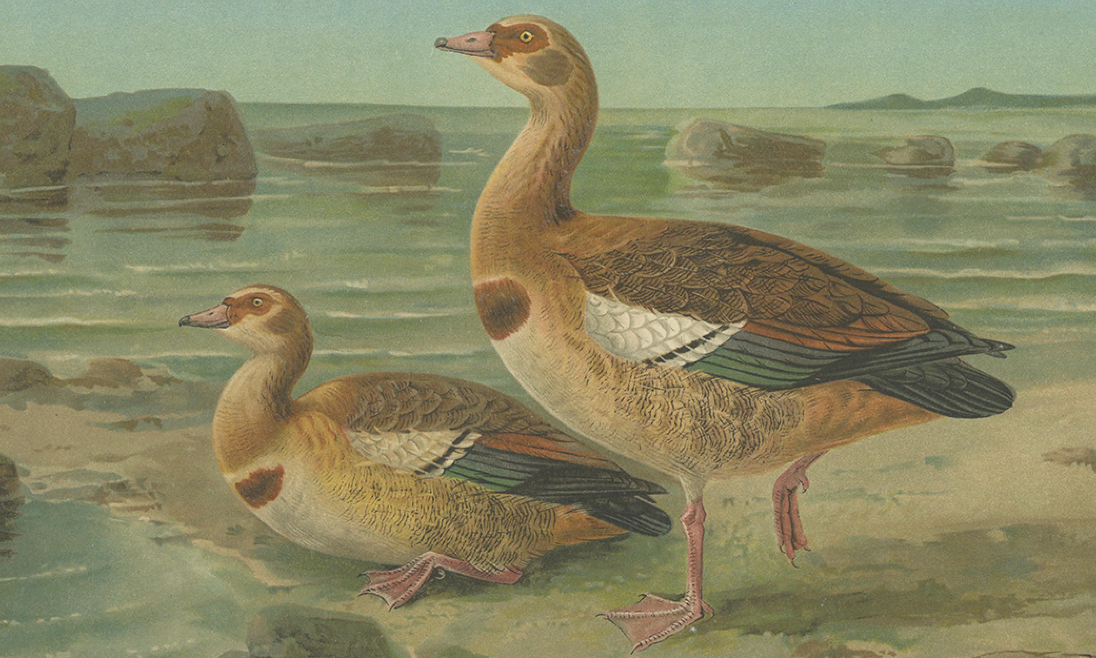 Wild Geese on a Rocky Shore – Elegant Antique Bird Chromolithograph c.1880