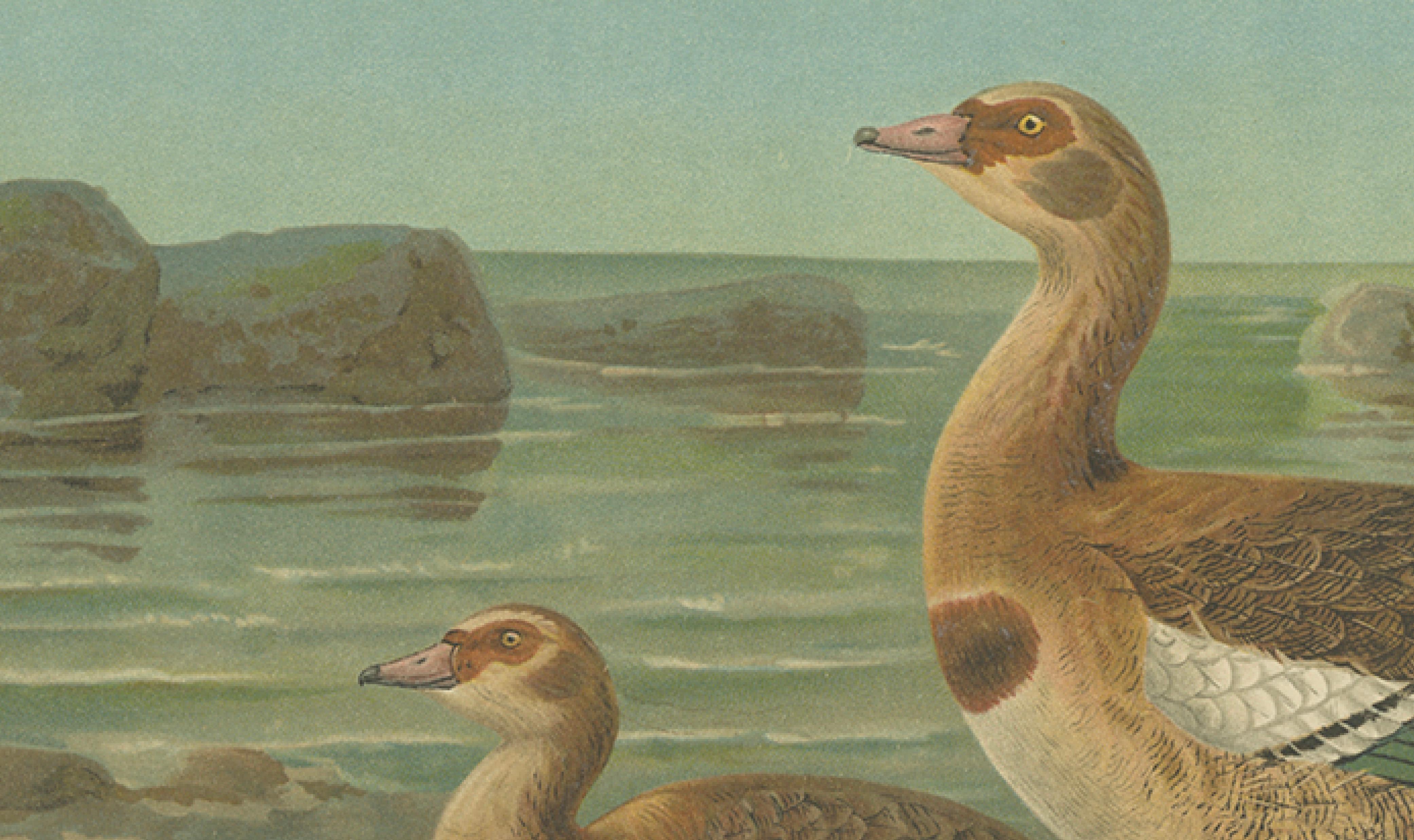 Wild Geese on a Rocky Shore – Elegant Antique Bird Chromolithograph c.1880