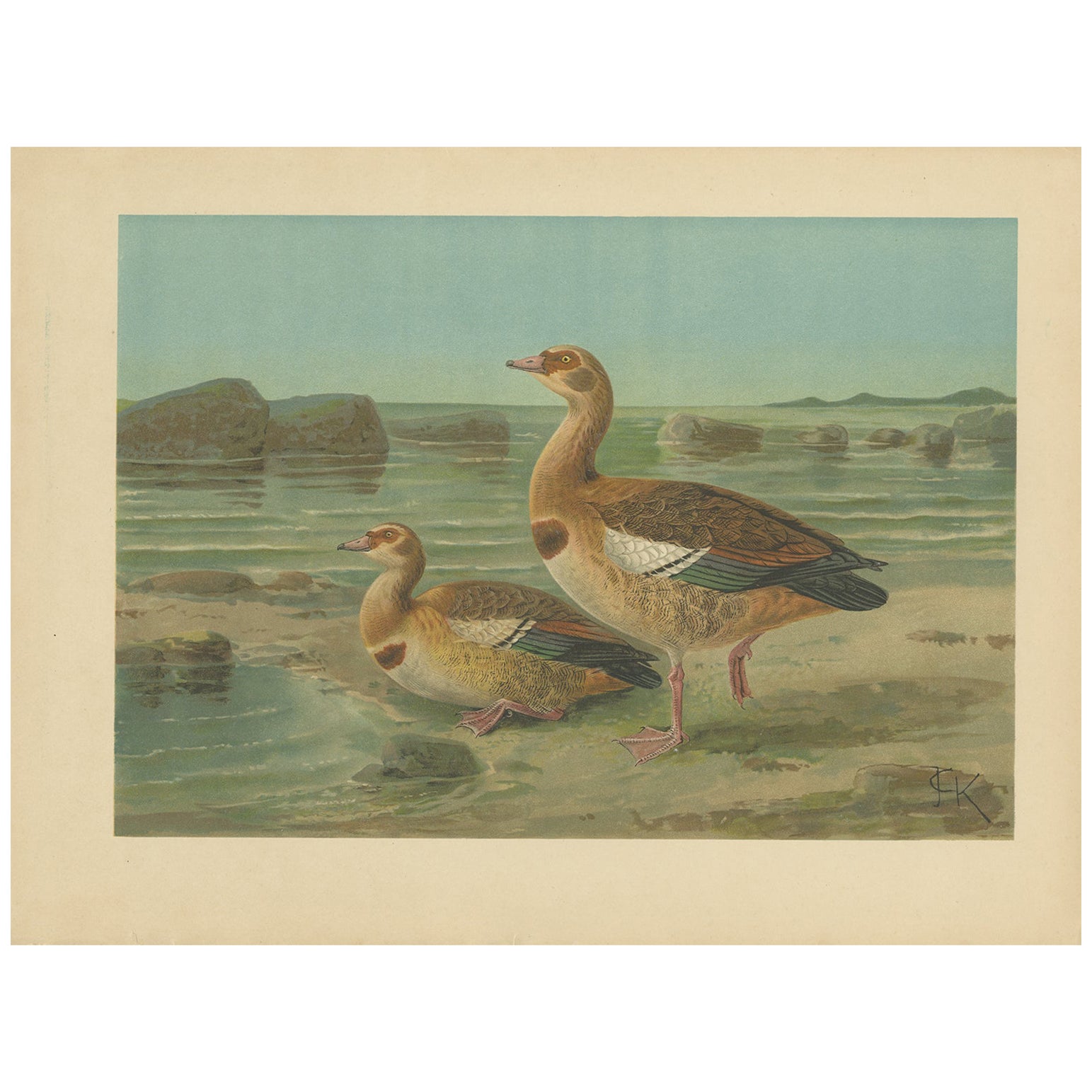 Wild Geese on a Rocky Shore – Elegant Antique Bird Chromolithograph c.1880