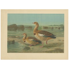 Wild Geese on a Rocky Shore – Elegant Antique Bird Chromolithograph c.1880