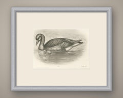 Wild Geese on the Water, Antique Bird Print after Lilian Medland, circa 1909