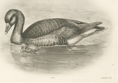 Wild Geese on the Water, Antique Bird Print after Lilian Medland, circa 1909