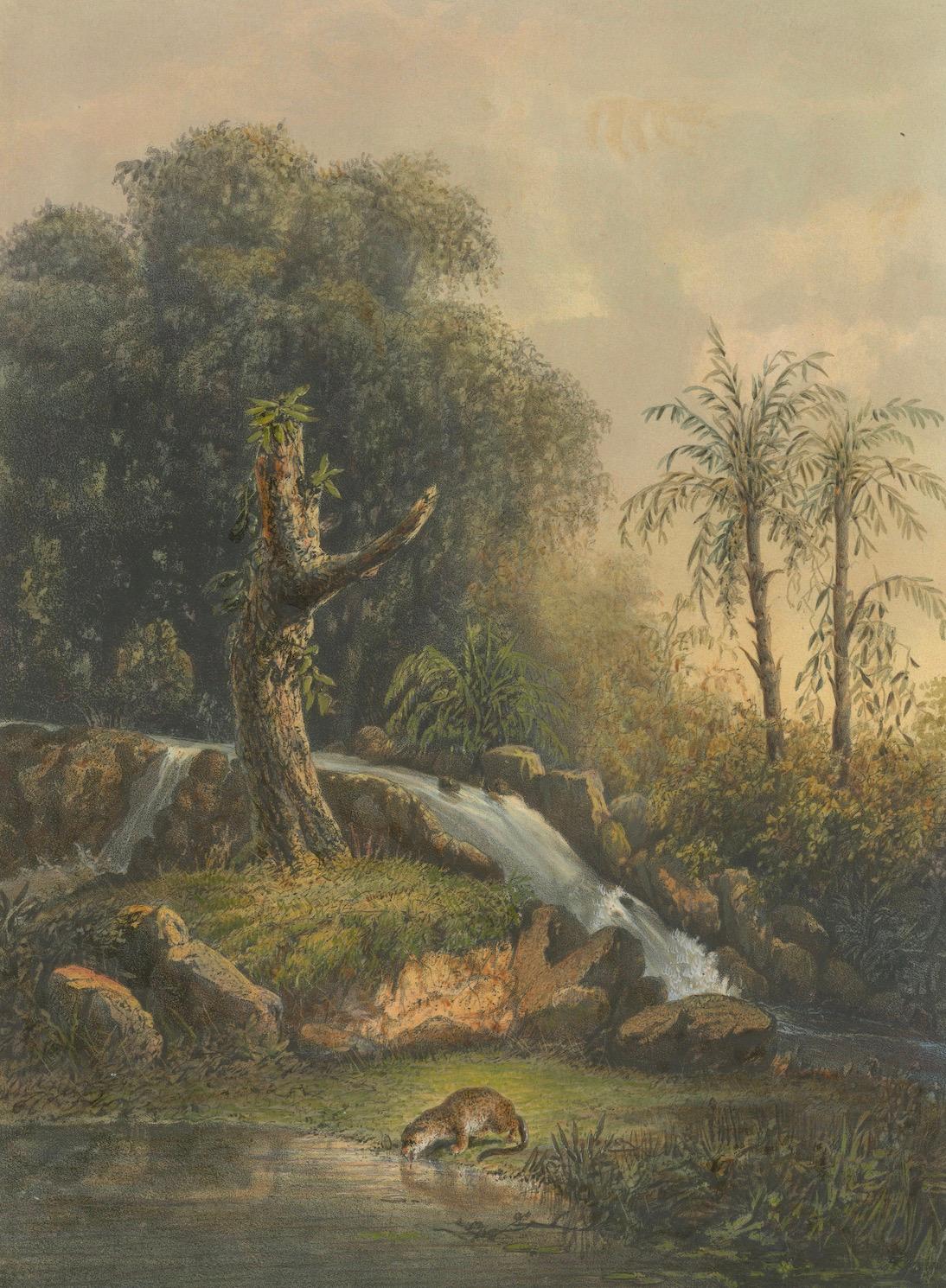 Wild Landscape with Waterfall and Jungle Life – Java Lithograph, Published 1872

This vividly naturalistic chromolithograph captures an untamed and serene corner of Java’s eastern wilderness, where a small waterfall cascades through the forest,