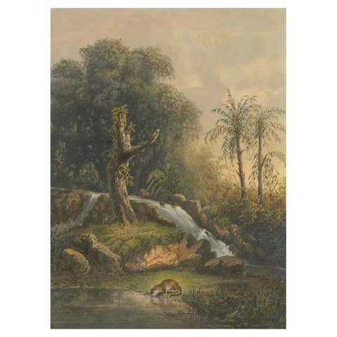 Wild Landscape with Waterfall and Jungle Life – Java Lithograph, Published 1872