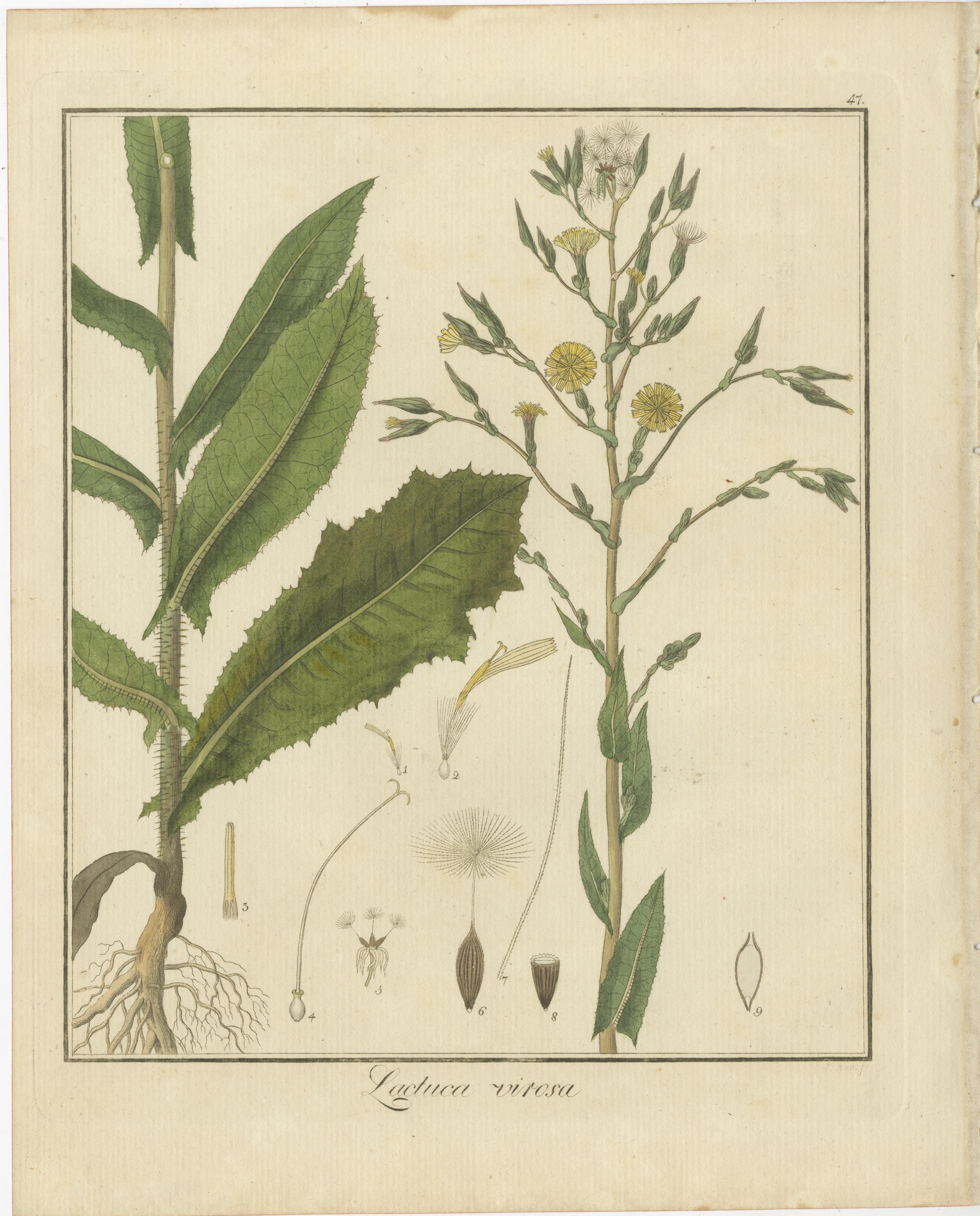 These original handcolored botanical engravings are from the work titled 