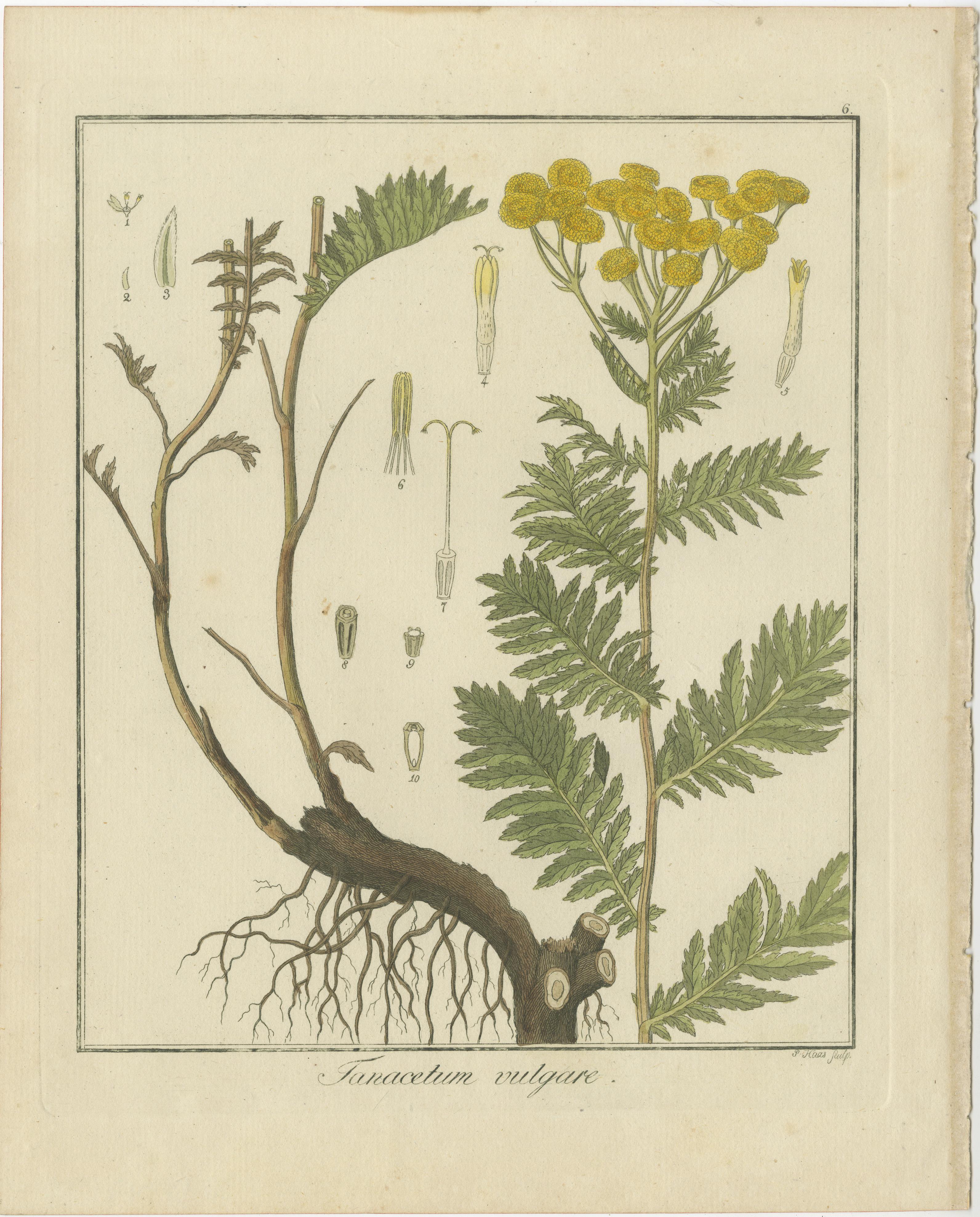 Engraved Wild Lettuce, Tansy, and Licorice: Botanical Illustrations from 1819 For Sale