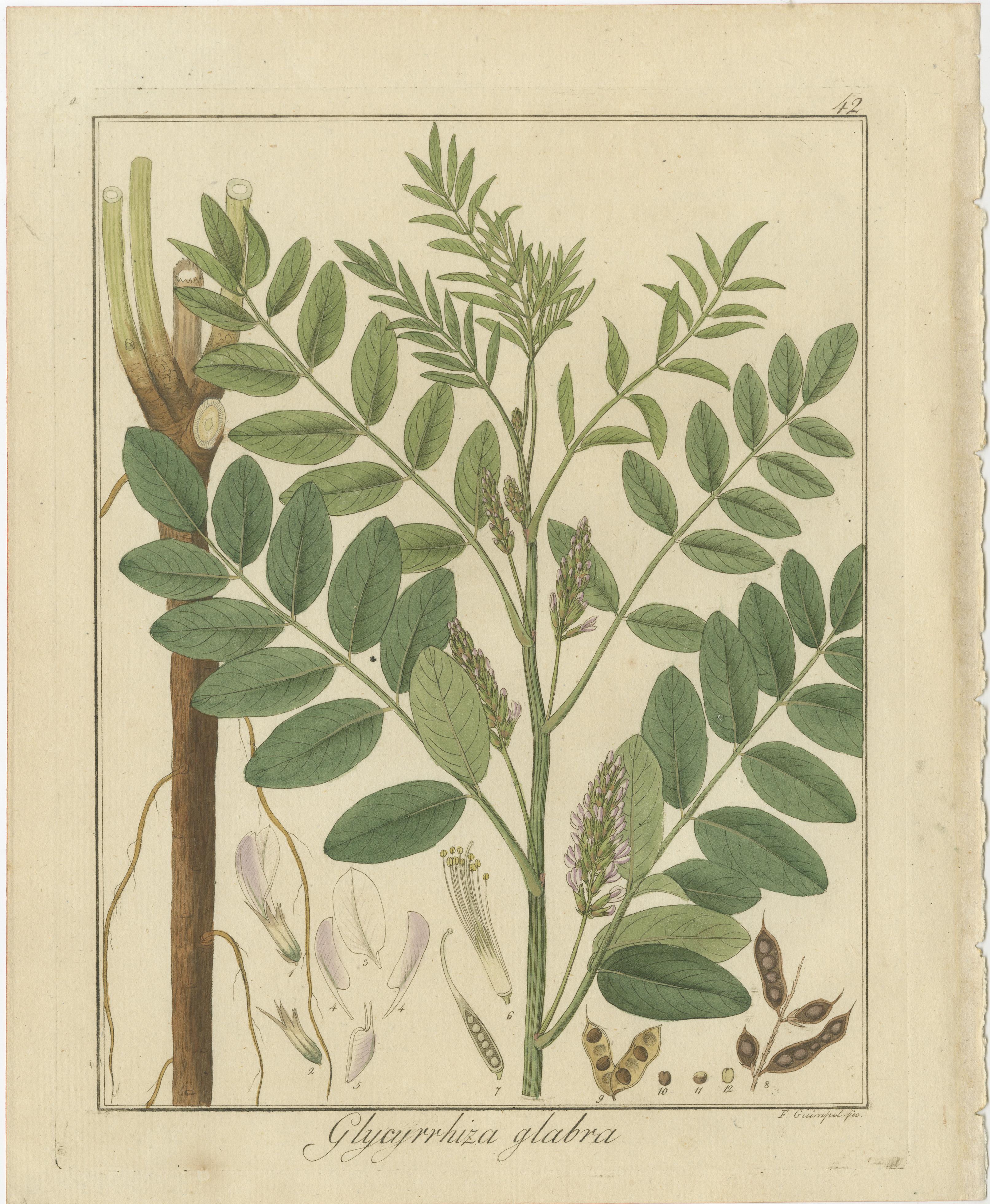 Wild Lettuce, Tansy, and Licorice: Botanical Illustrations from 1819 In Good Condition For Sale In Langweer, NL