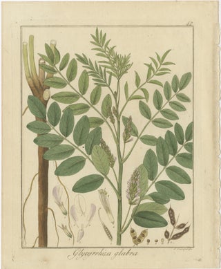 Wild Lettuce, Tansy, and Licorice: Botanical Illustrations from 1819, view 4