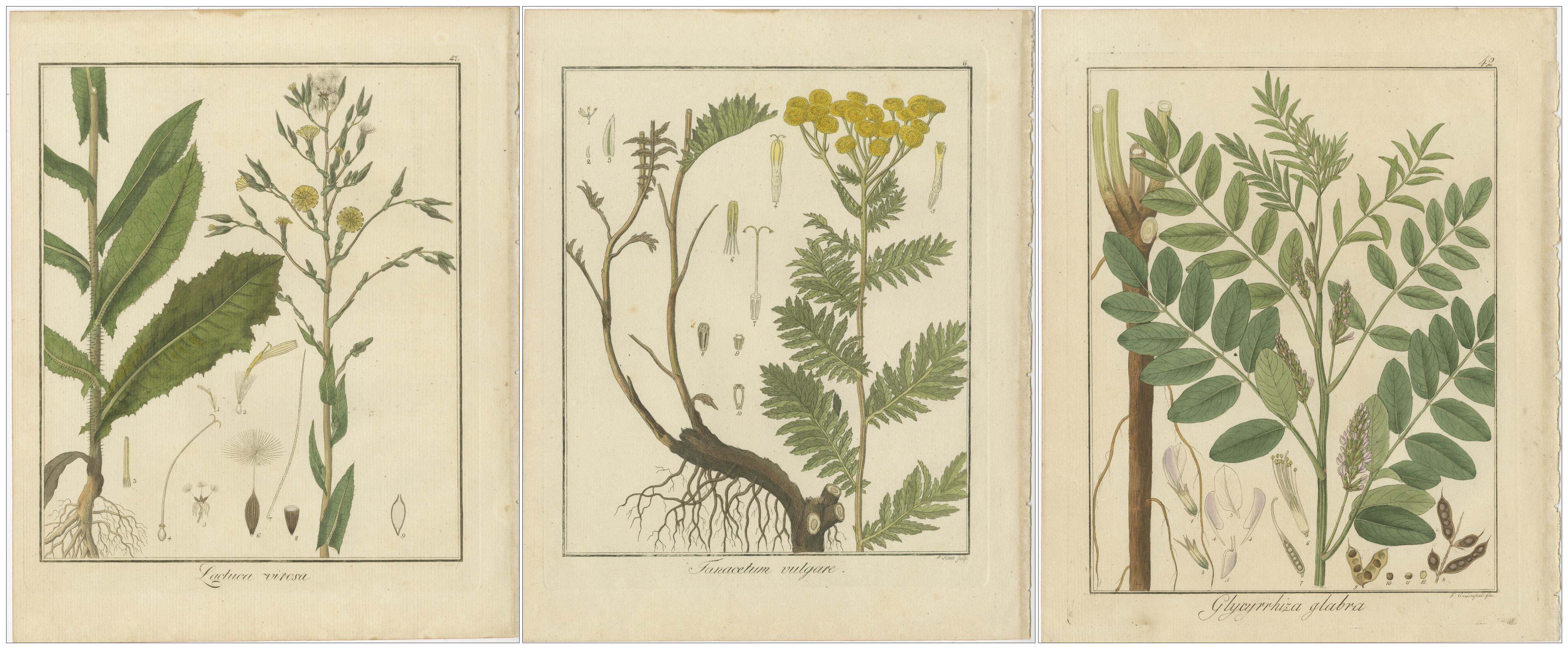 Early 19th Century Wild Lettuce, Tansy, and Licorice: Botanical Illustrations from 1819 For Sale