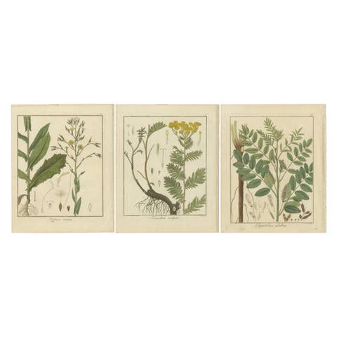 Wild Lettuce, Tansy, and Licorice: Botanical Illustrations from 1819