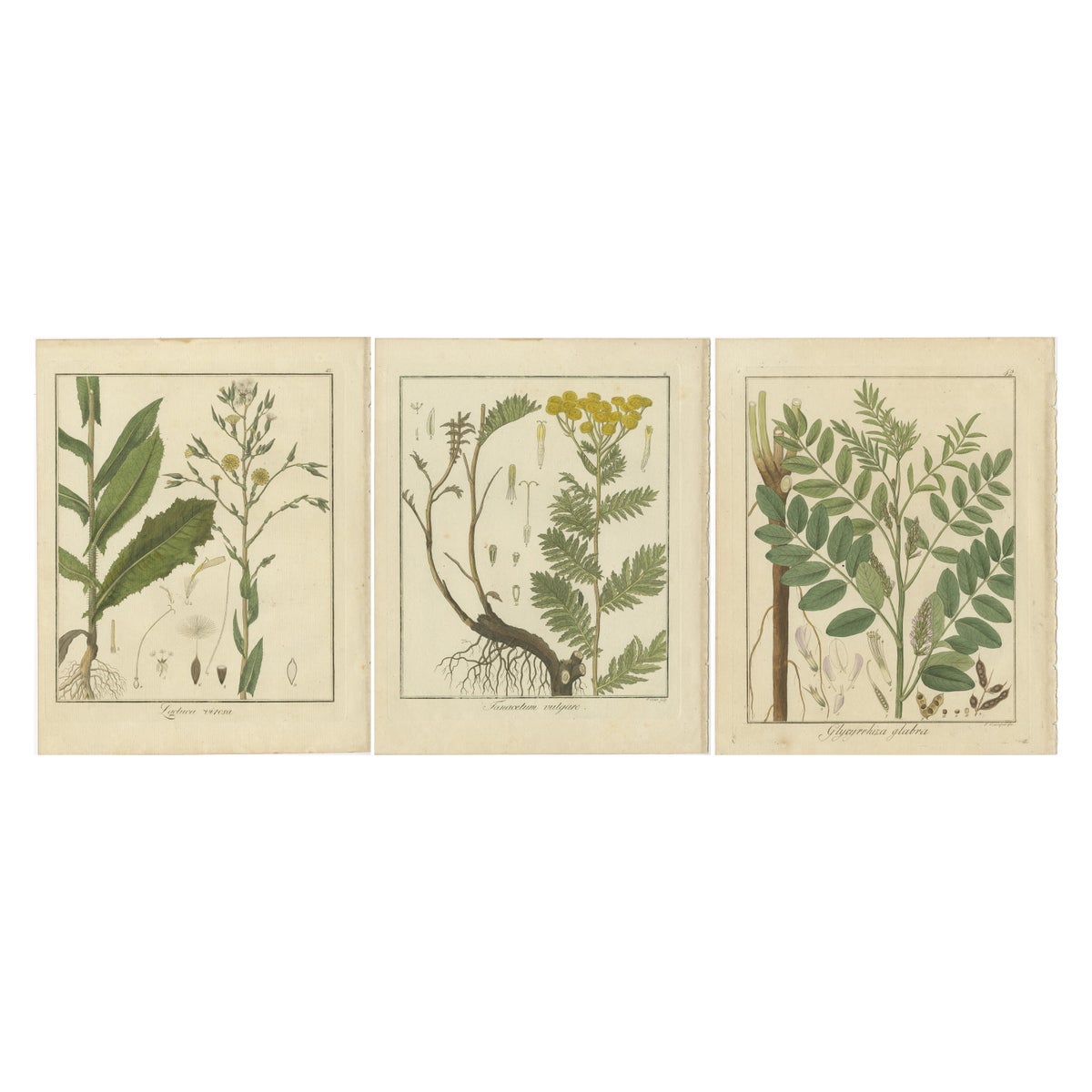 Wild Lettuce, Tansy, and Licorice: Botanical Illustrations from 1819