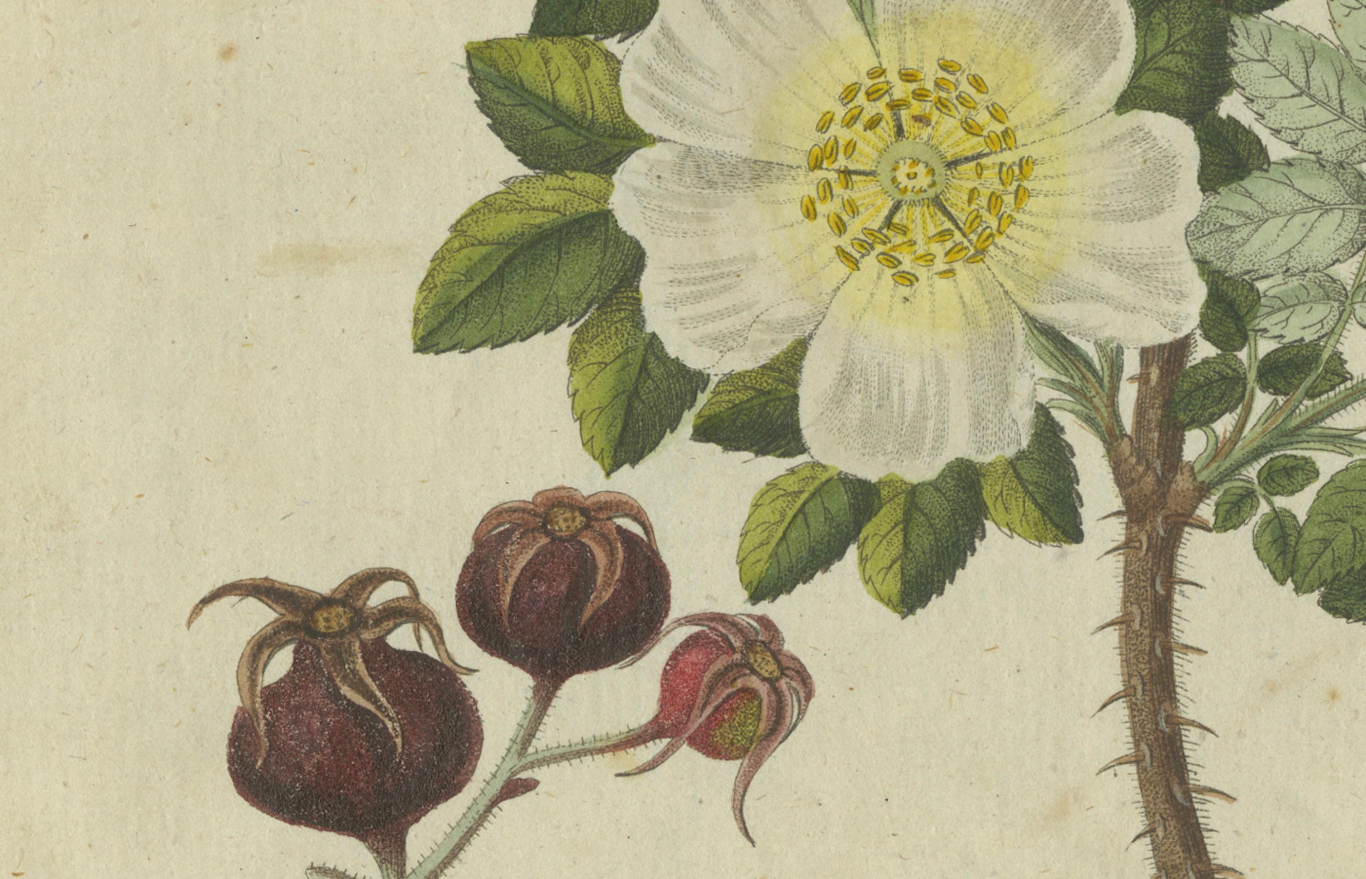 Estudio Botánico de la Rosa Silvestre: Flores delicadas y caderas maduras, Bertuch, 1805 Grabado en venta