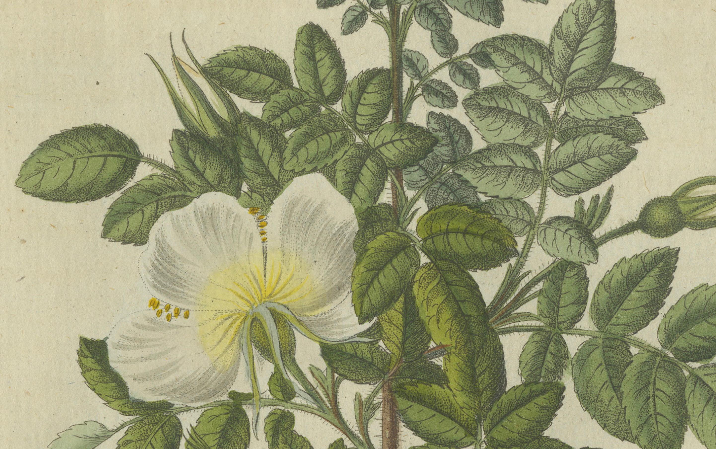 Estudio Botánico de la Rosa Silvestre: Flores delicadas y caderas maduras, Bertuch, 1805 en Bueno estado para la venta en Langweer, NL