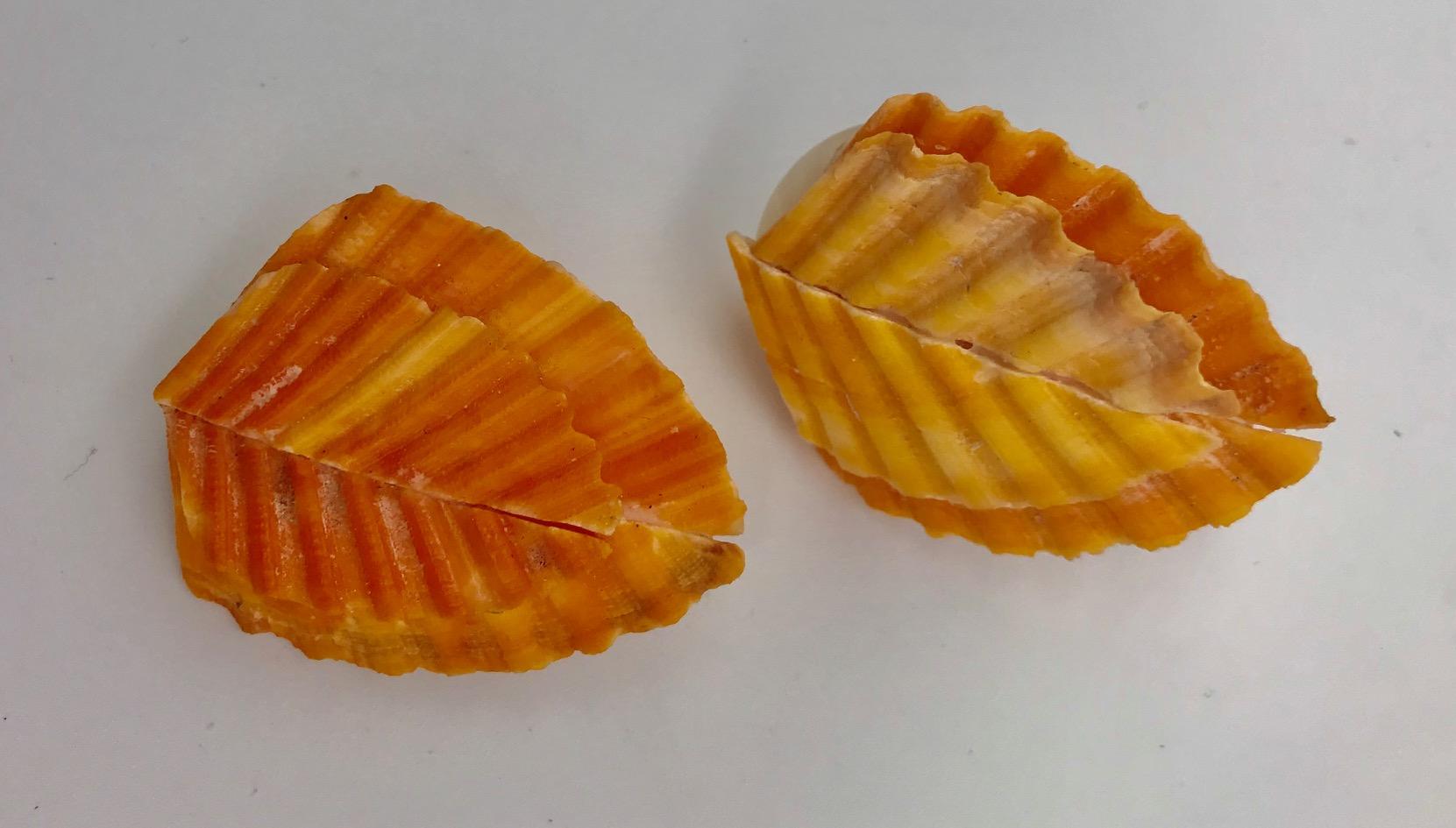 Wild vintage , brown/black  Nacre . Conch , Lions Paw, Pendant  by Sylvia Gottwald In New Condition For Sale In Washington DC, DC