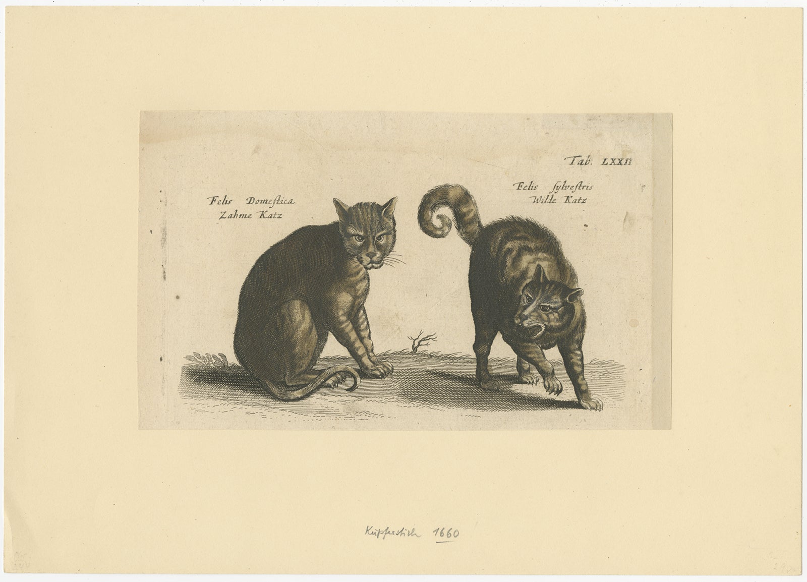Antique Copper Engraving – Domestic and Wild Cats (Felis domestica, Felis sylvestris), 1660

This charming and historically significant 17th-century copper engraving presents two cats side by side for comparison — the domestic cat (Felis domestica,