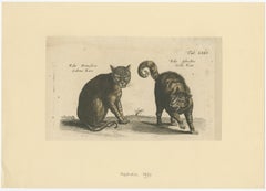 Wildcat and Domestic Cat – Original Antique 1660 Copper Engraving