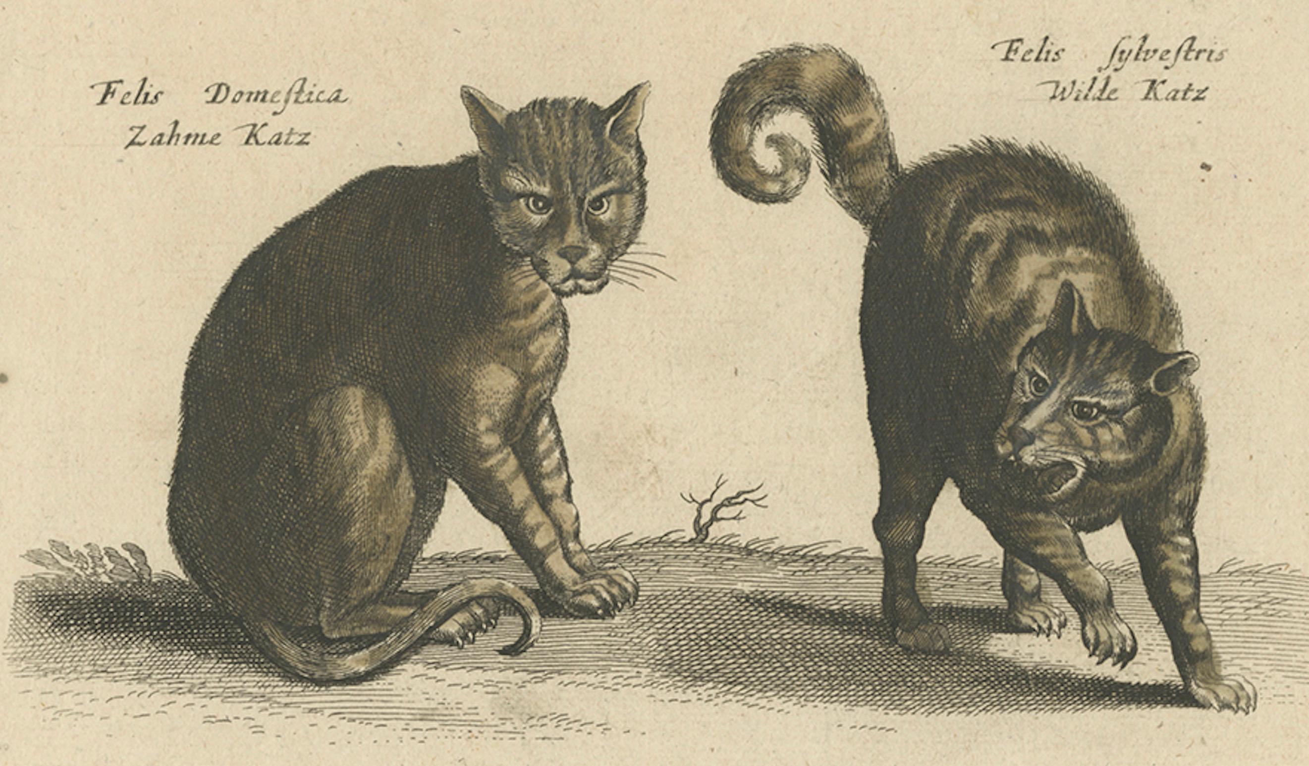 German Wildcat and Domestic Cat – Original Antique 1660 Copper Engraving For Sale