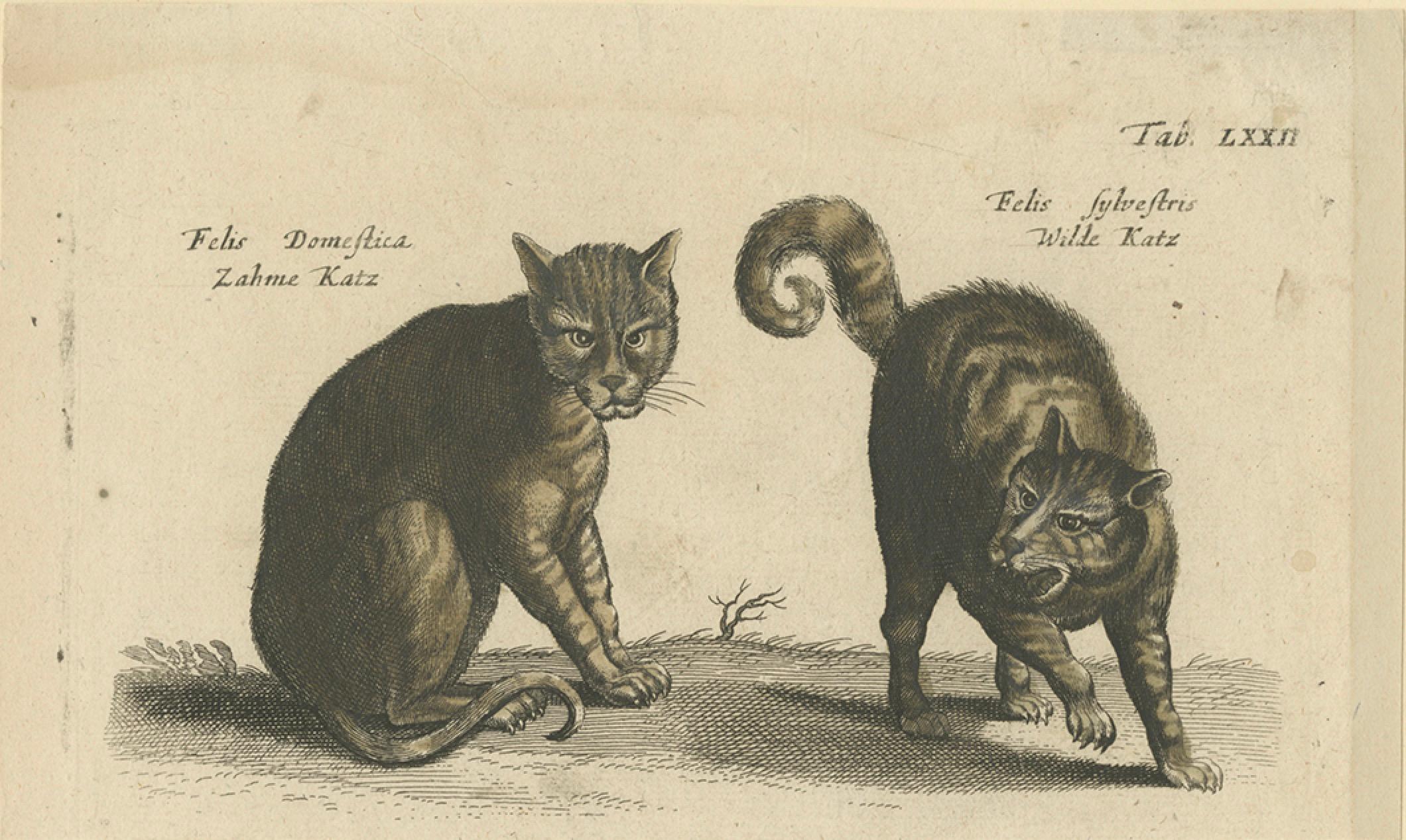 Engraved Wildcat and Domestic Cat – Original Antique 1660 Copper Engraving For Sale