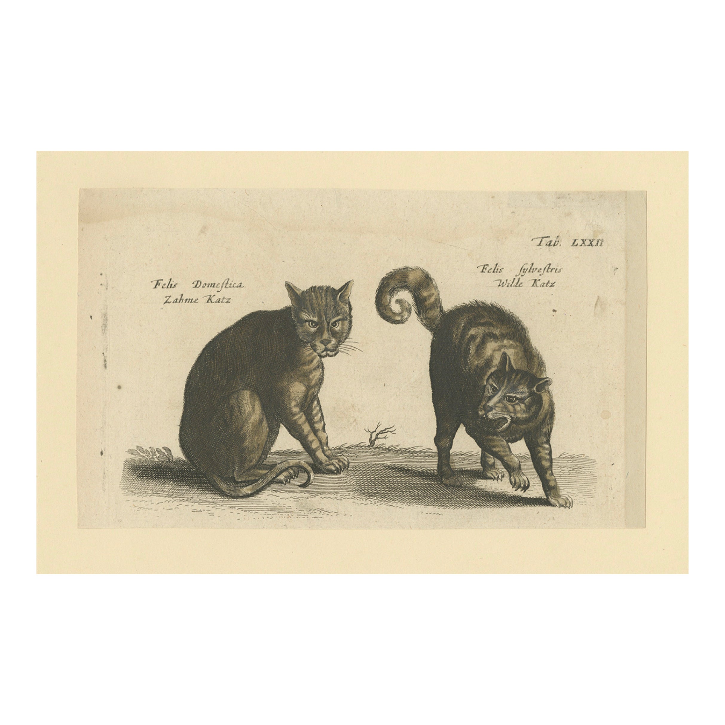 Wildcat and Domestic Cat – Original Antique 1660 Copper Engraving For Sale
