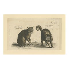 Wildcat and Domestic Cat – Original Antique 1660 Copper Engraving