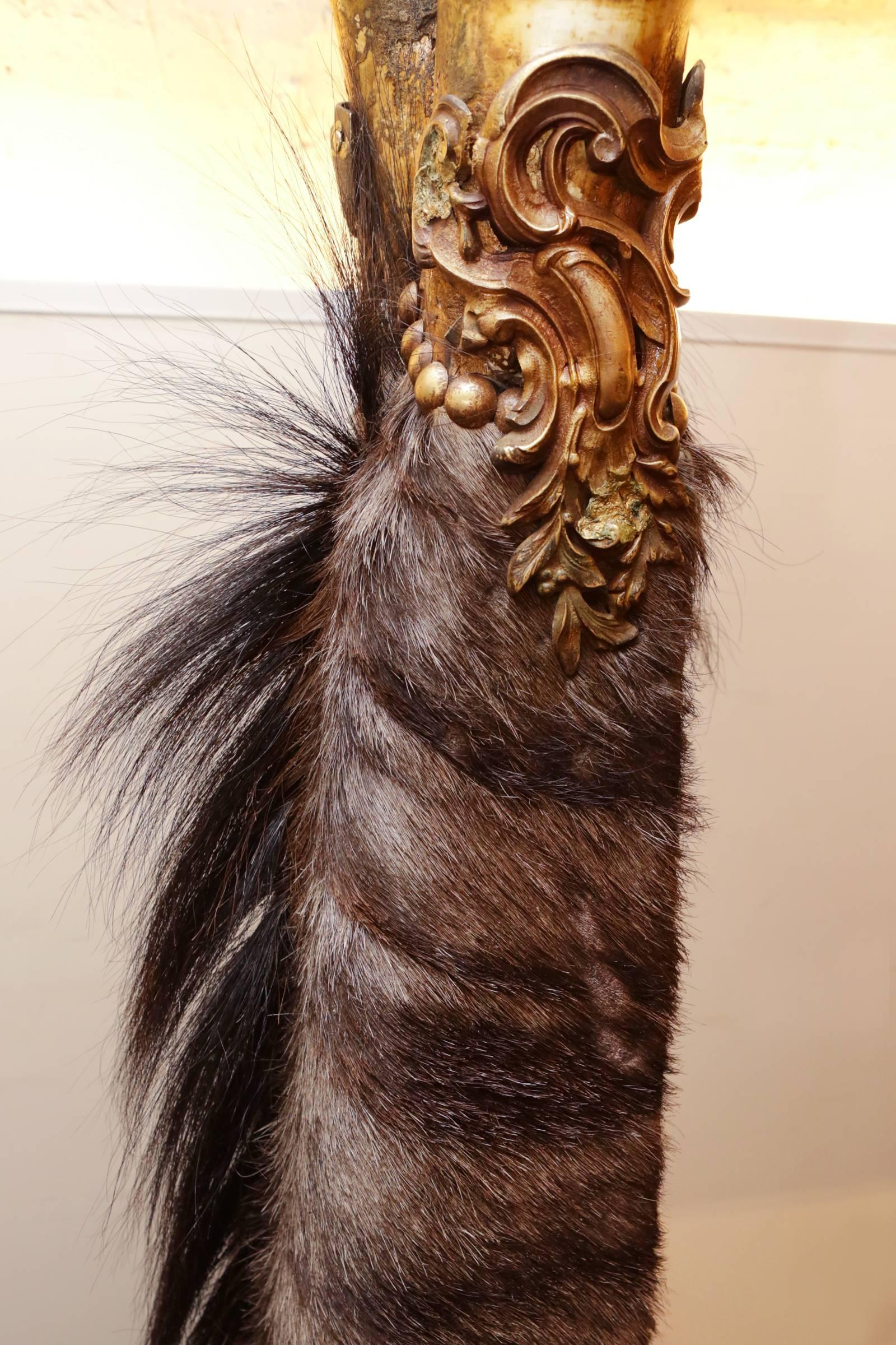 French Wildebeest Armchair with Zebu Horns