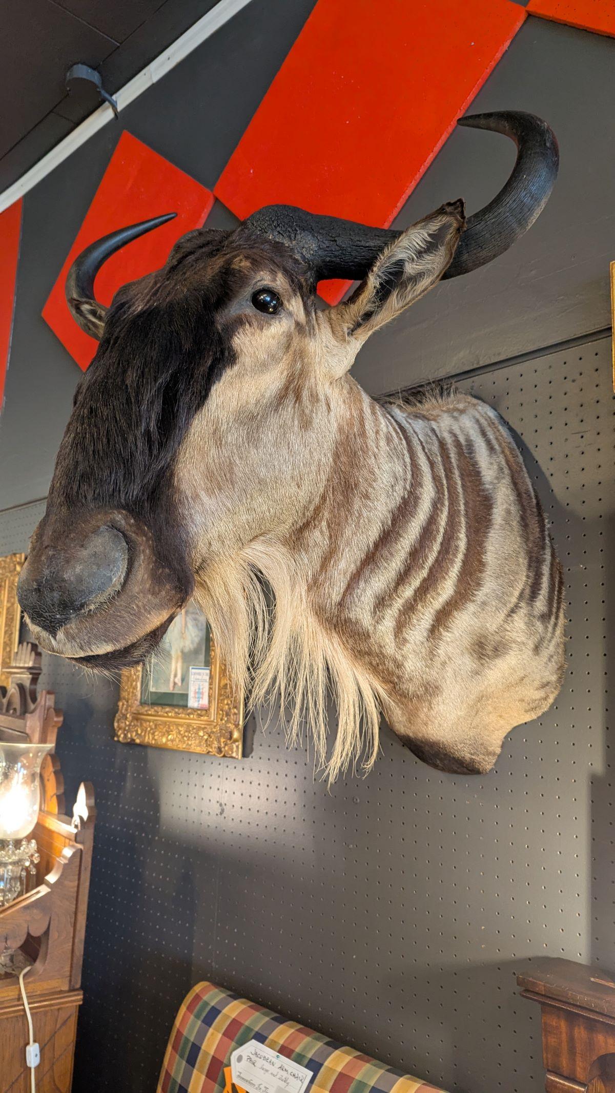 Américain Support mural Wildebeest en vente