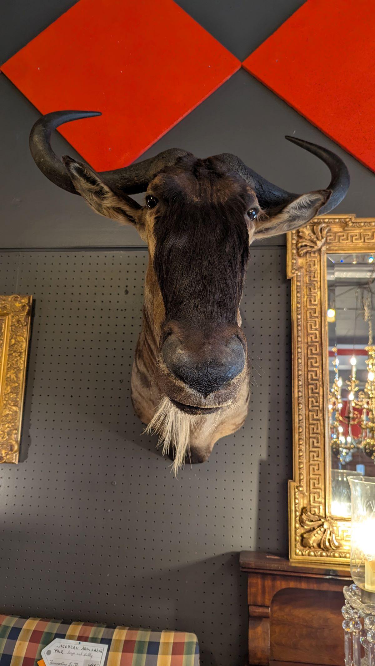 20ième siècle Support mural Wildebeest en vente