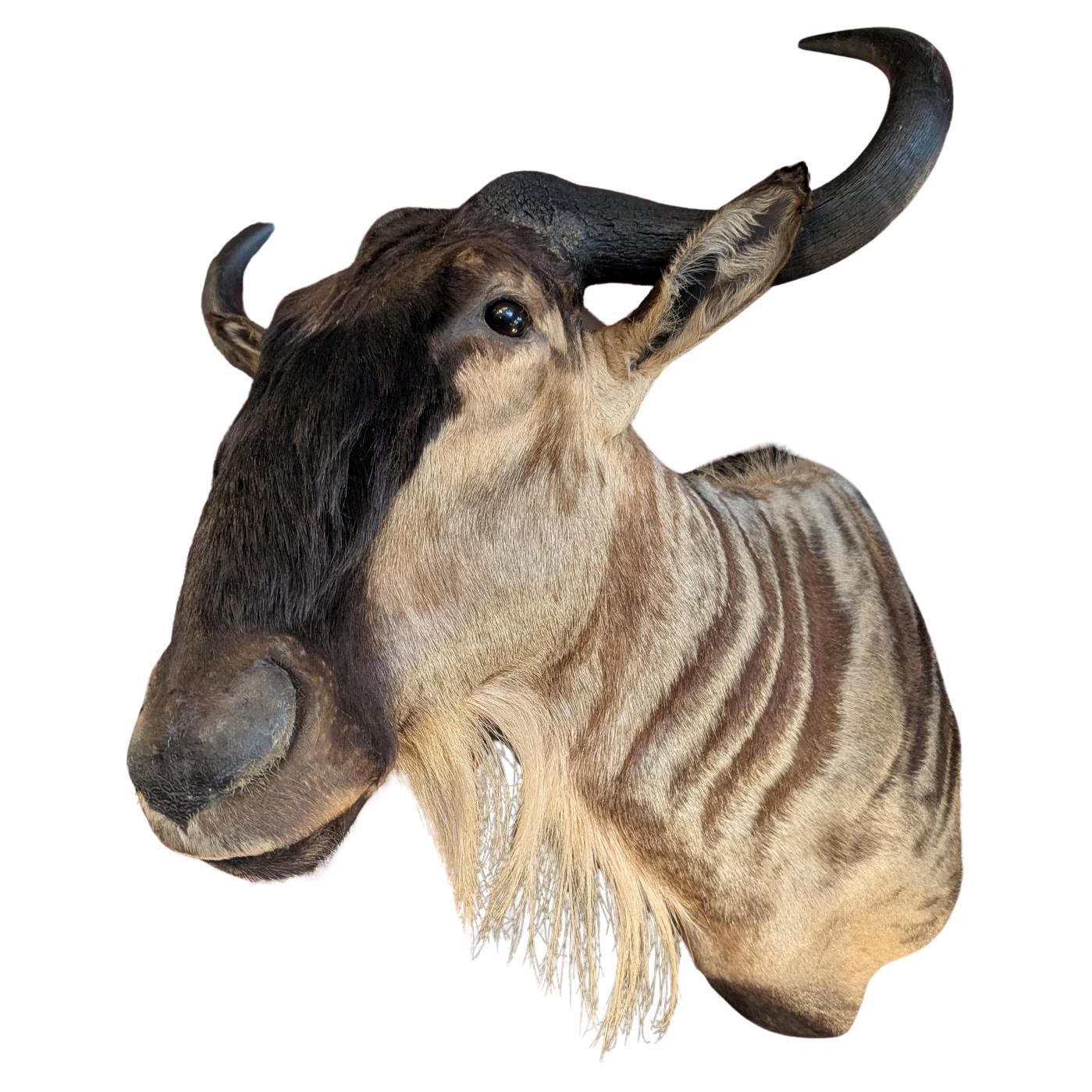 Support mural Wildebeest en vente