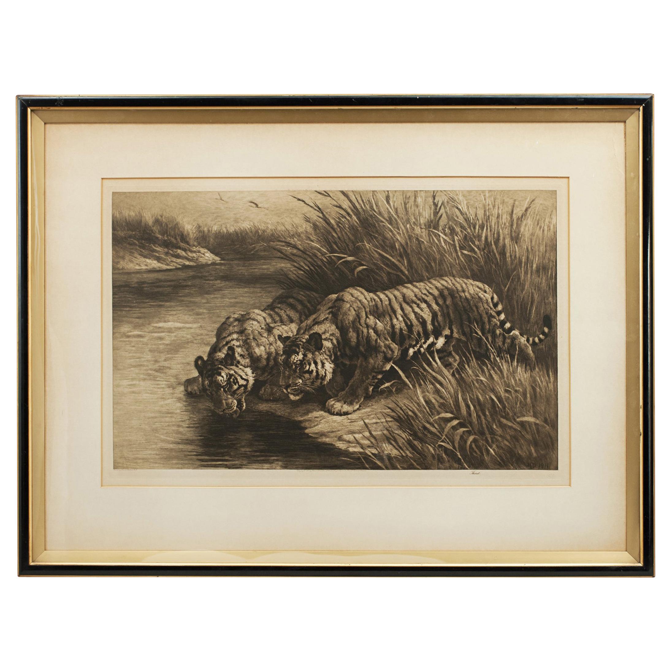 Wildlife Etching by Herbert Dicksee, 'Thirst' Tigers Drinking from the Stream