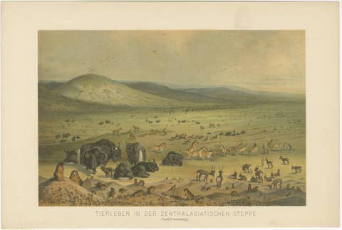 Wildlife of the Central Asian Steppe – Antique Natural History Lithograph, 1883