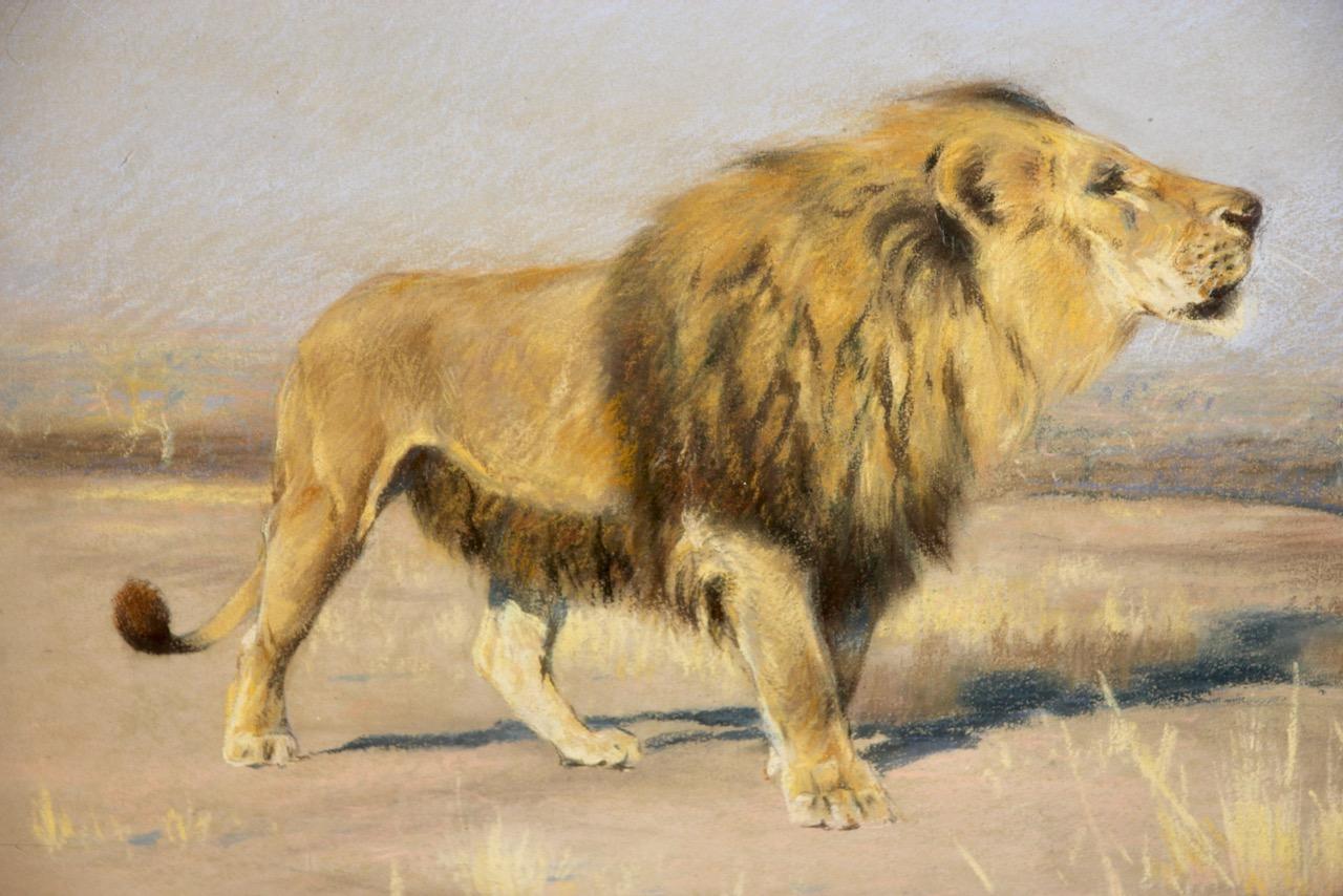 Friedrich Wilhelm Karl Kuhnert, 1900, Majestätsvoll strickender Löwe Afrika Savannah im Angebot 4