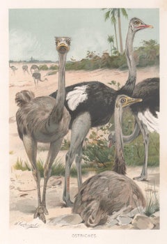 Lithograph Animal Prints