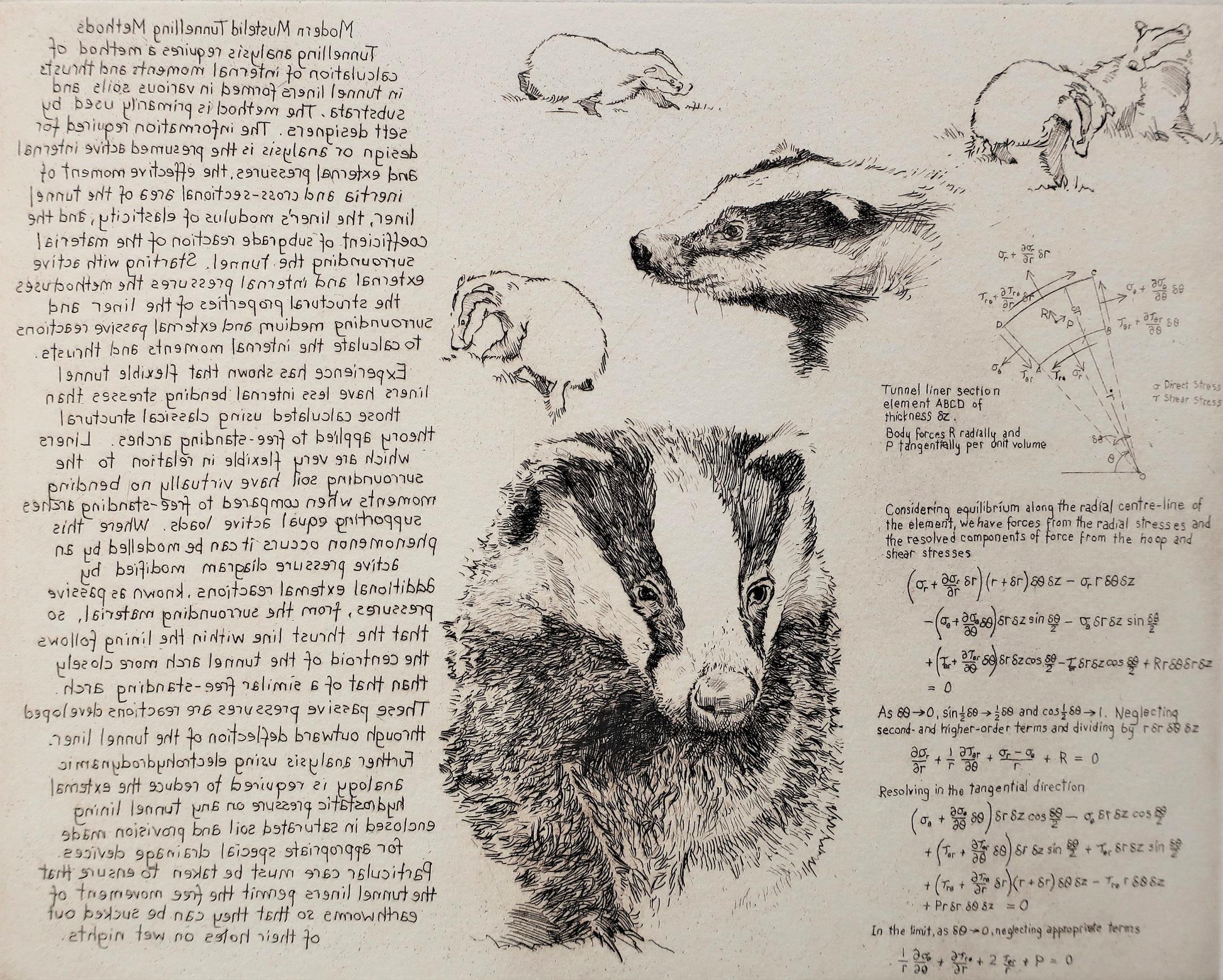 Will Taylor Animal Print – Badger-Studien, Kunstdruck, Tierkunst, Mathematik, Badger 
