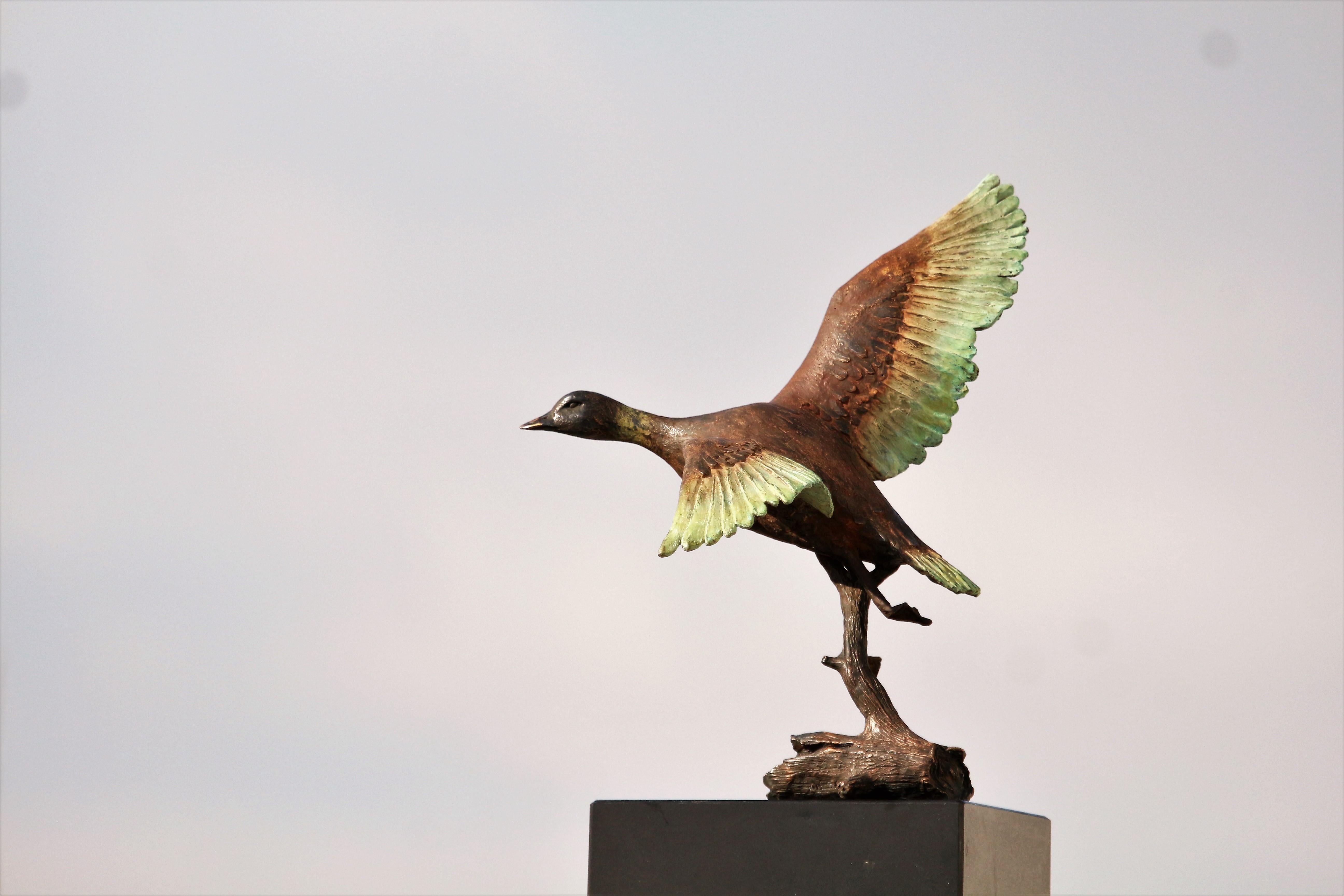Flying Duck - Small Figurative Sculpture Bronze Brown Green Dash Black Patina For Sale 2
